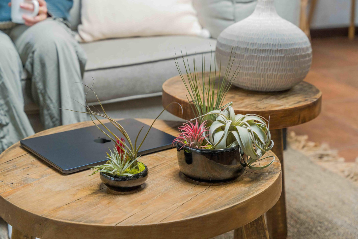 Air Plant Shop Fully Assembled Tillandsia Air Plant Dish Garden in Black Glazed Container - Wholesale and Bulk - Succulents - Live Tillandsia - Easy Care Indoor and Outdoor House Plants
