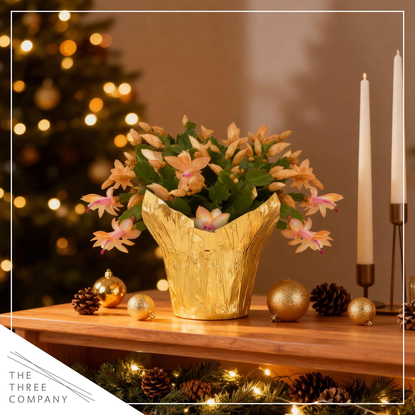 Live Flowering Zygocactus - Yellow-Orange, 2 Pack- Thanksgiving/Christmas Cactus - Seasonal Bloomer, Currently Out of Bloom - 5” Tall by 5” Wide in Deco Cover
