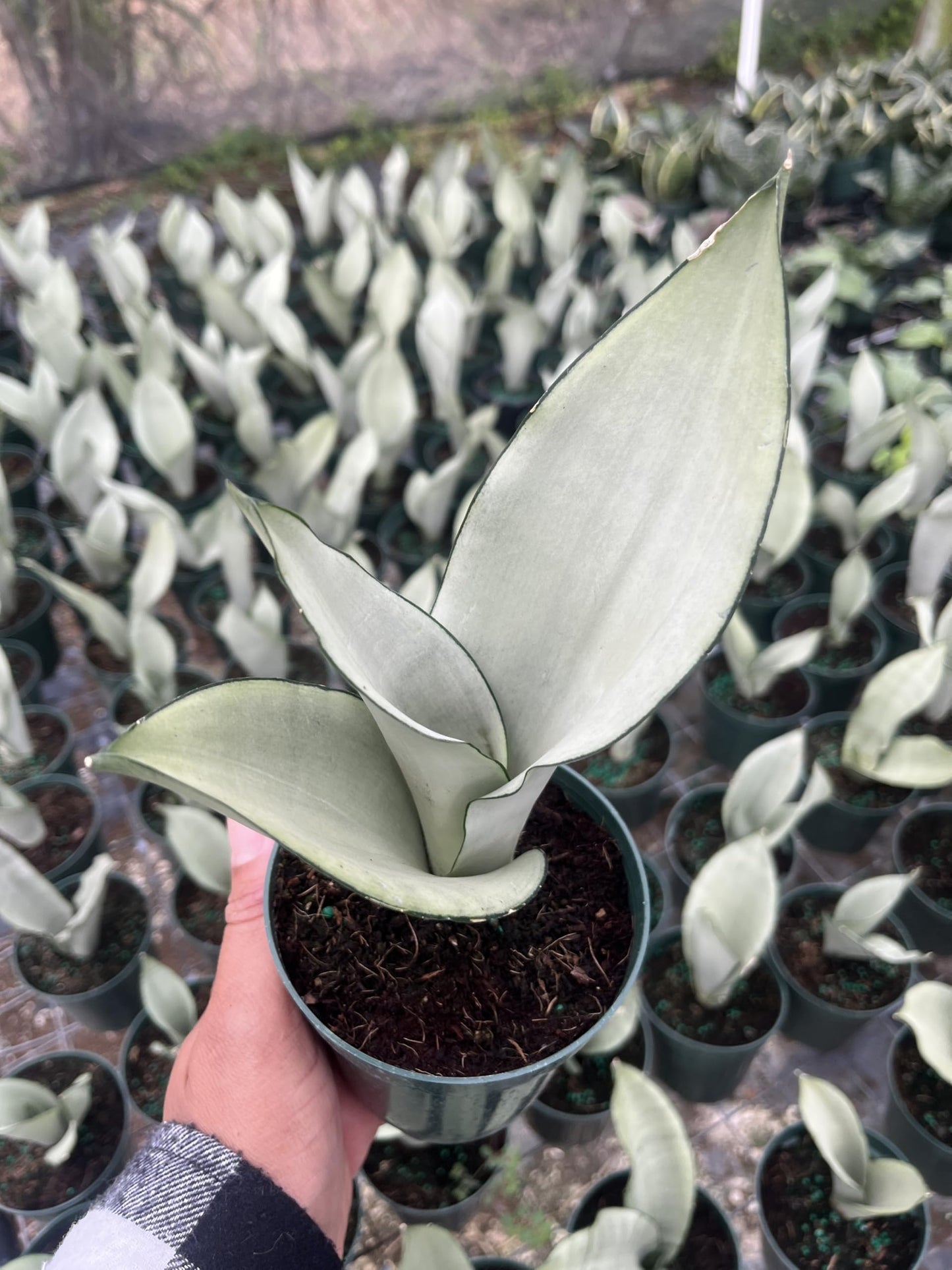 Moonshine Snake Plant β Sansevieria Moonshine β Rare Silvery Foliage β Easy Care Air Purifying Plant β Live Plant in 4β Pots