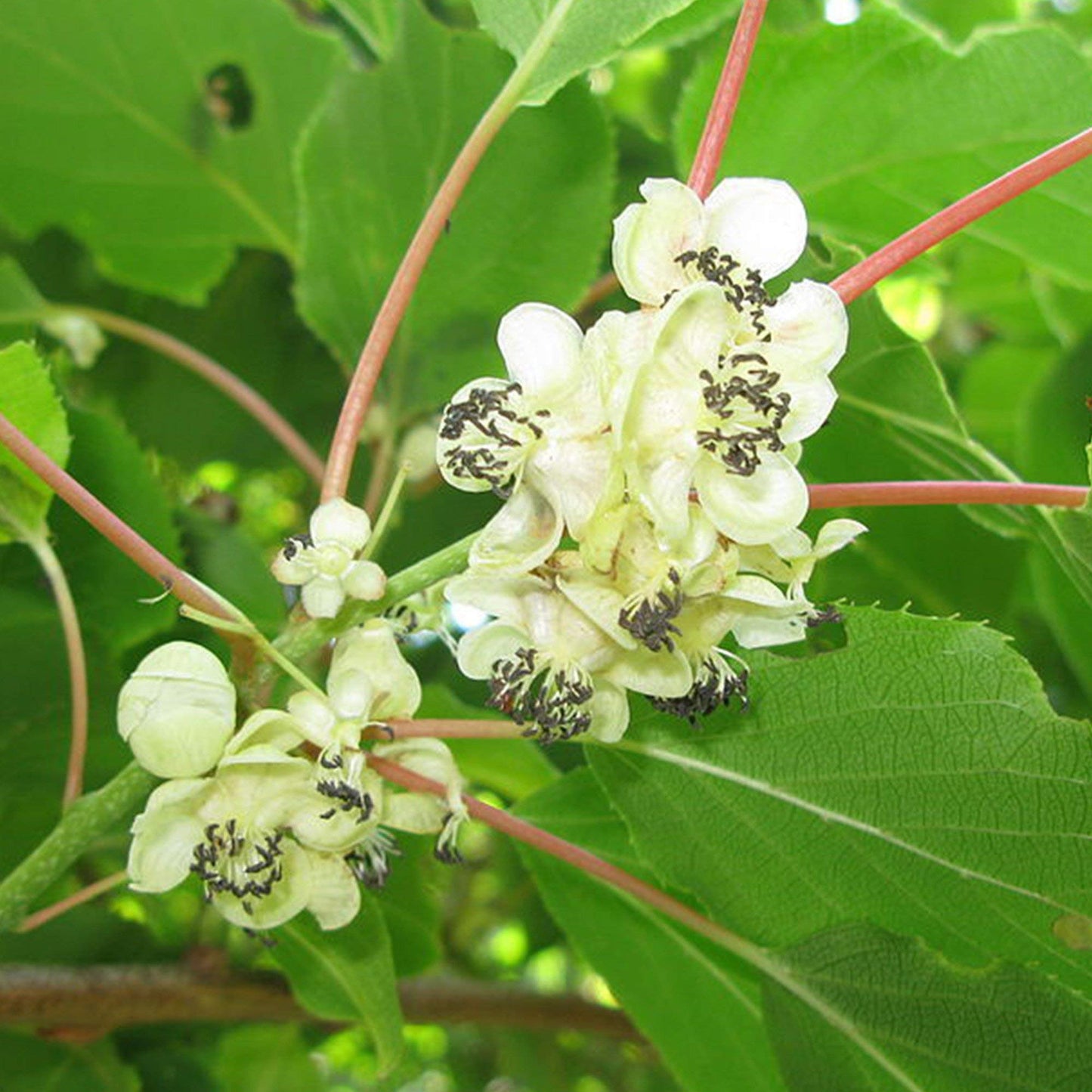 Palm Beach Medicinal Herbs Hardy Kiwi Seeds (Actinidia arguta) Pack of 10 Seeds