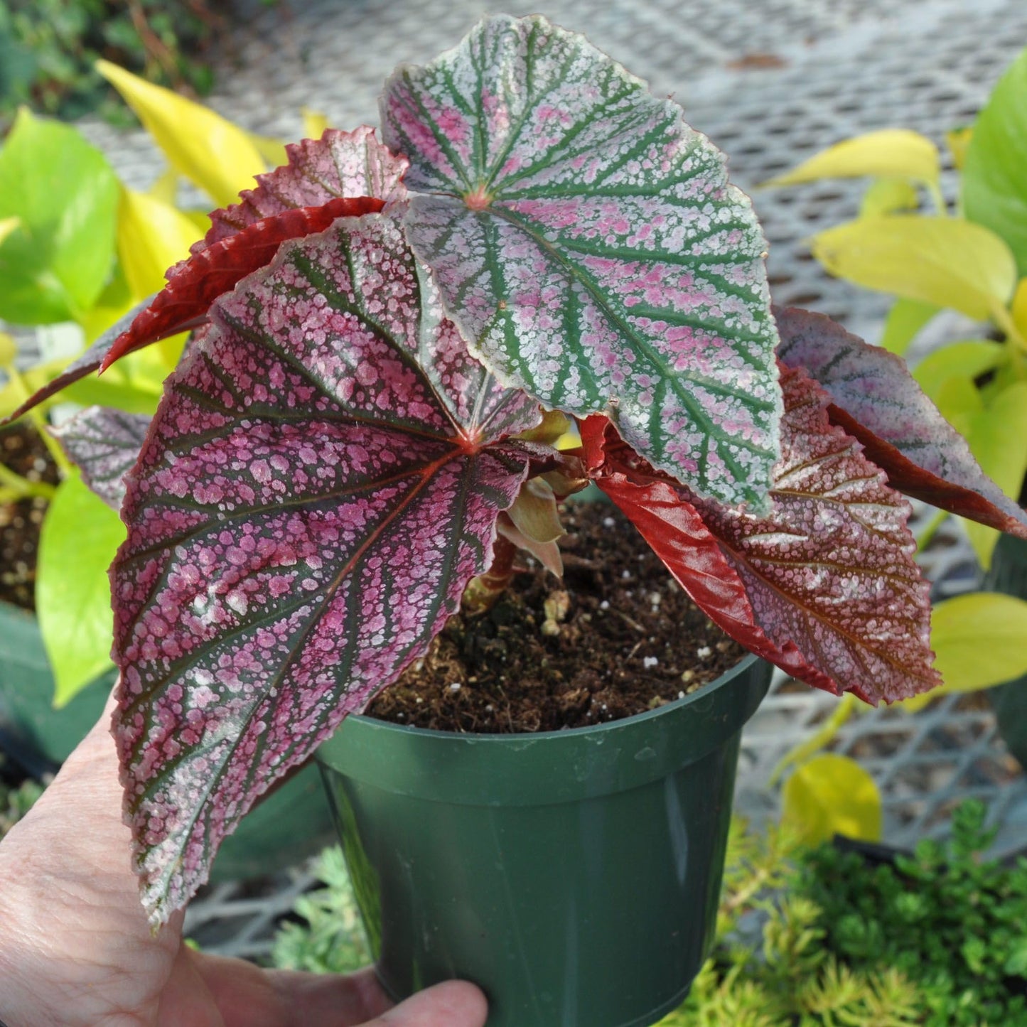 Begonia coccinea 'Pink Mink', Begonia Pink Mink, Angelwing Begonia, houseplant, Colorful Foliage and Bright Flowers, Container Size: 3.5"