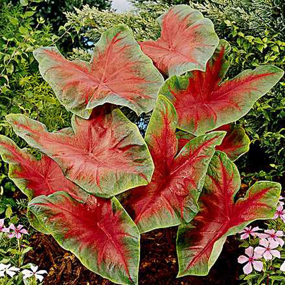 Caladium, Bulb, RED, Pack of 10 (Ten), Easy to Grow, Colorful Mix, HOSTA Bulbs