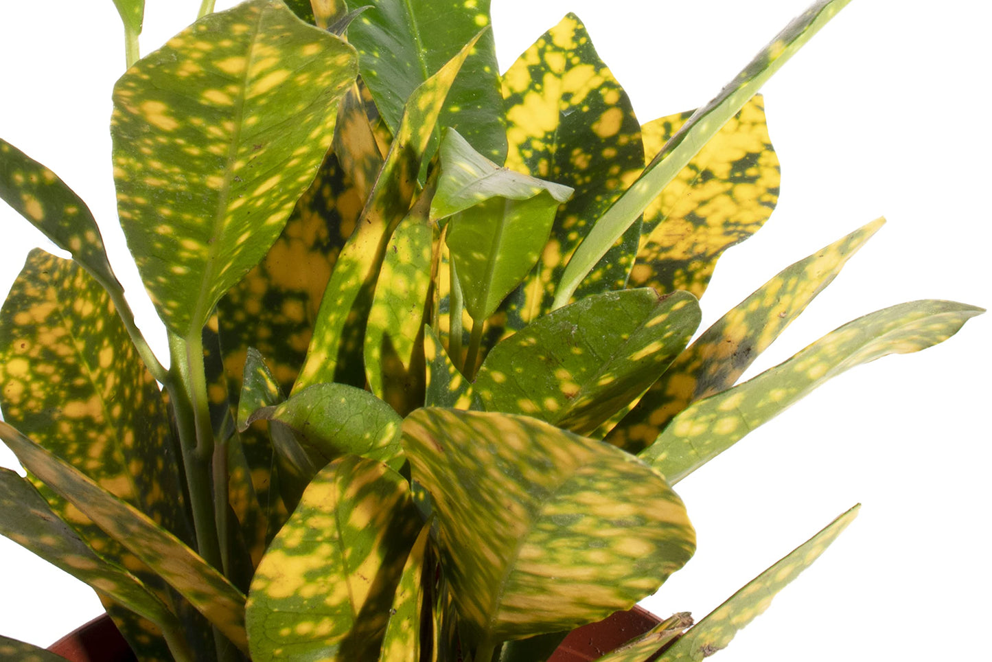Shop Succulents | Standing Collection | Hand Selected, Air Purifying Mixed Bundle of Live Indoor/Outdoor House Plants