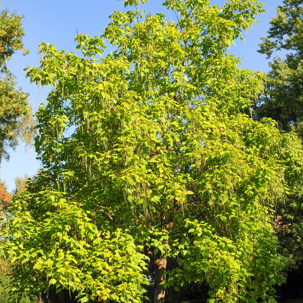 5 Catalpa Tree Live Plant – Native Catalpa Seedlings 1–2 Ft Tall | Fast-Growing Shade Trees for Outdoor Planting & Landscaping | Dormant Plant