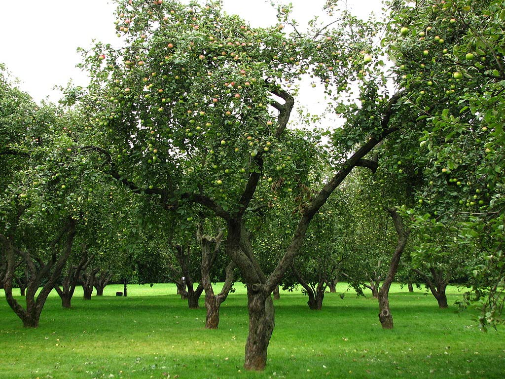 Gala Apple Tree - Grow Fresh Fruit - Live Plant Shipped 3 Feet Tall by DAS Farms