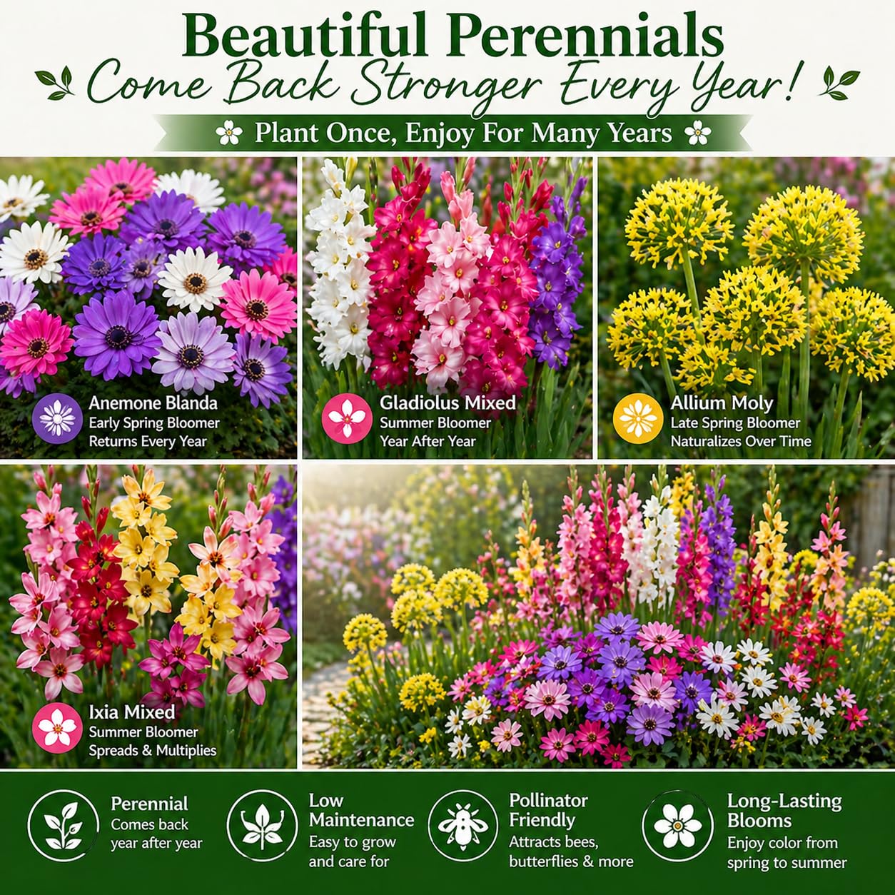 100 Premium Bulbs for Spring and Summer Flower Mix – Anemone, Gladiolus, Allium & Ixia – Easy-Grow Perennial Garden Flowers – Attracts Bees, Butterflies & Hummingbirds – Outdoor Planting