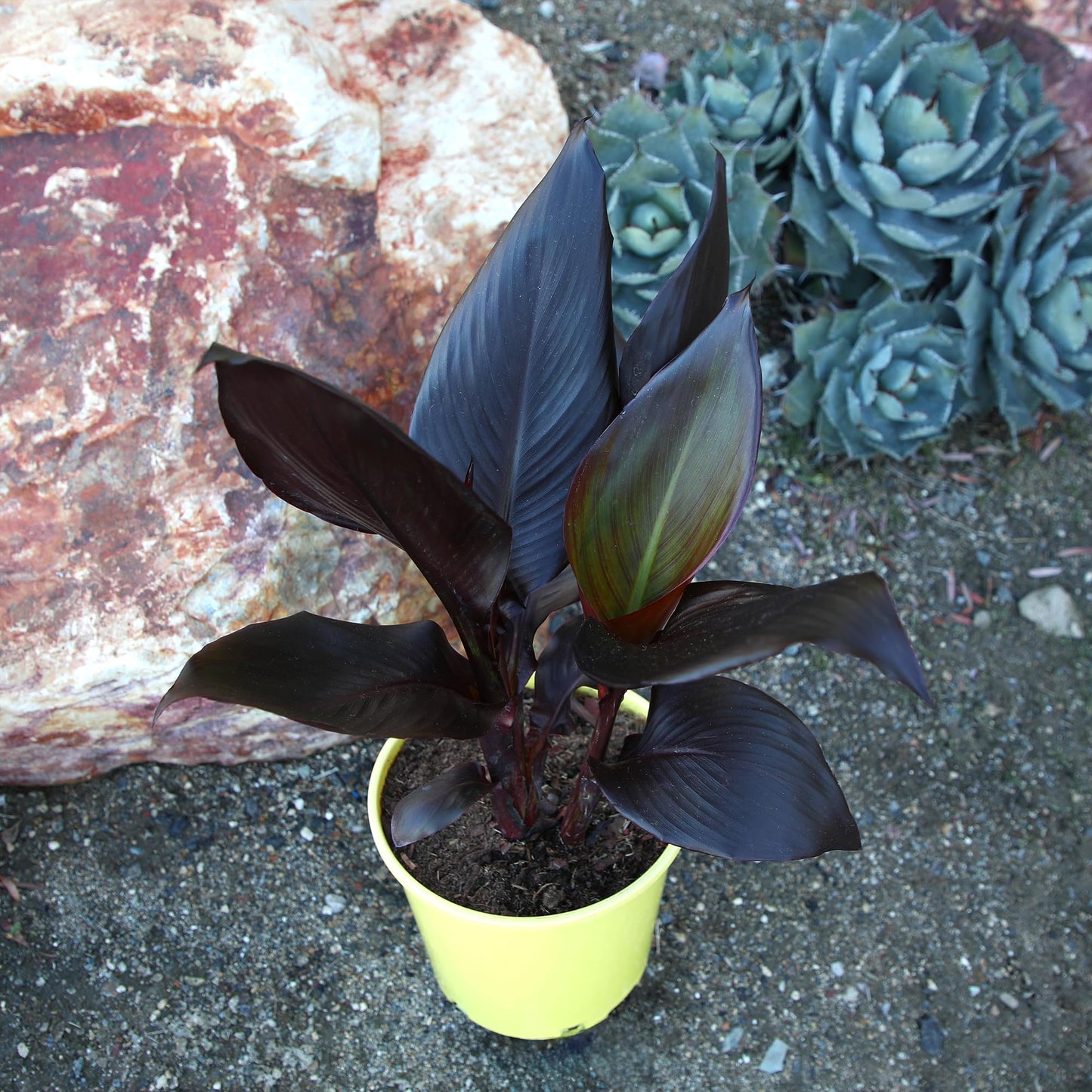 Canna Lily 'Lava Rock', Live Lilies, Garden Perennial Outdoor Plant, Blooms Red Flowers in 4 qt. Grower Pot by Plants for Pets