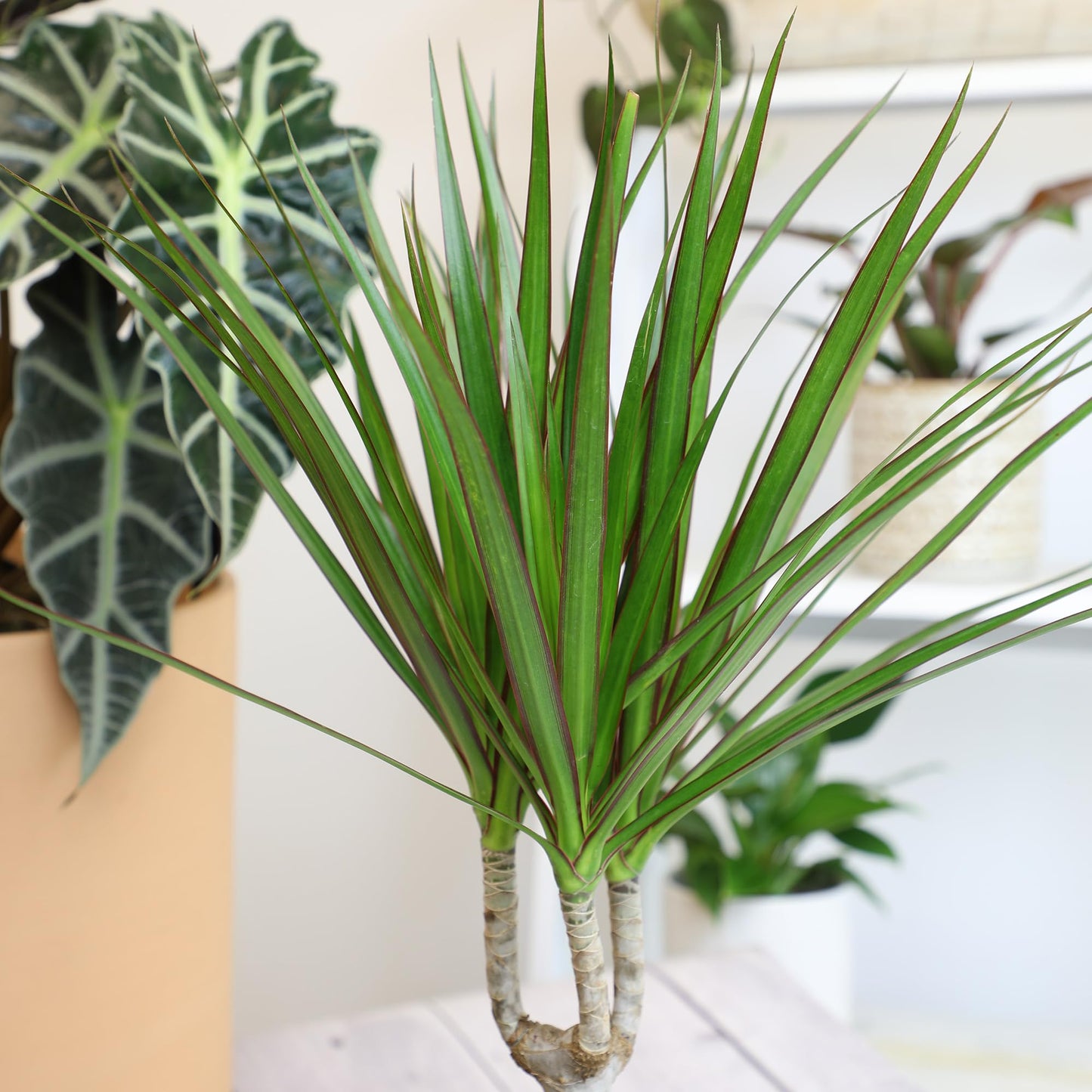 Live Dracaena Marginata, Easy House Plant Decor in 6" White Pot, Dragon Tree, Real Office Plants, Decorative Gifts by Plants for Pets