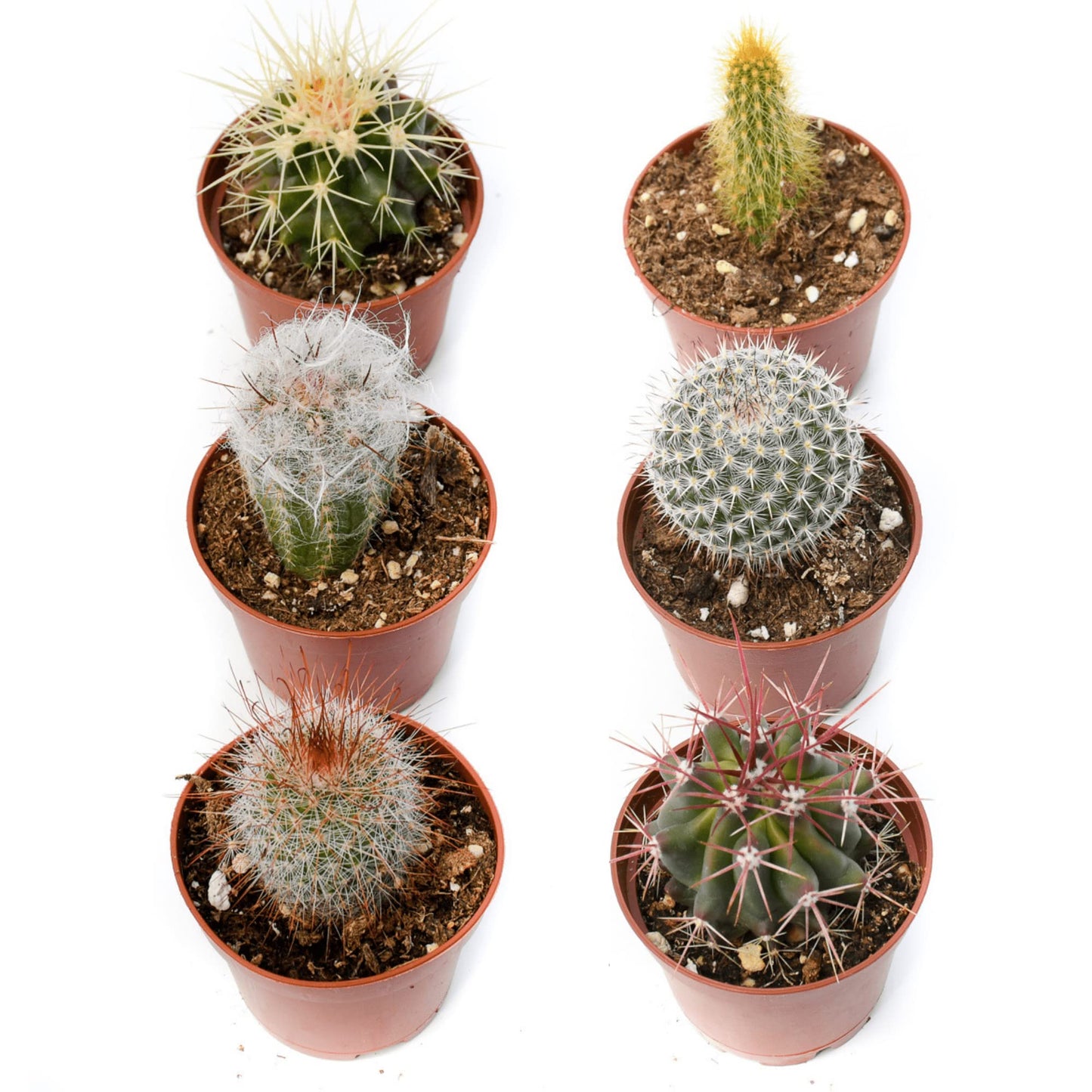 Cactus Plants Live – Small Assorted 2-Inch Cactus Plants – Fully Rooted Potted Cactus Plants – Live Cactus Plant Set (6)