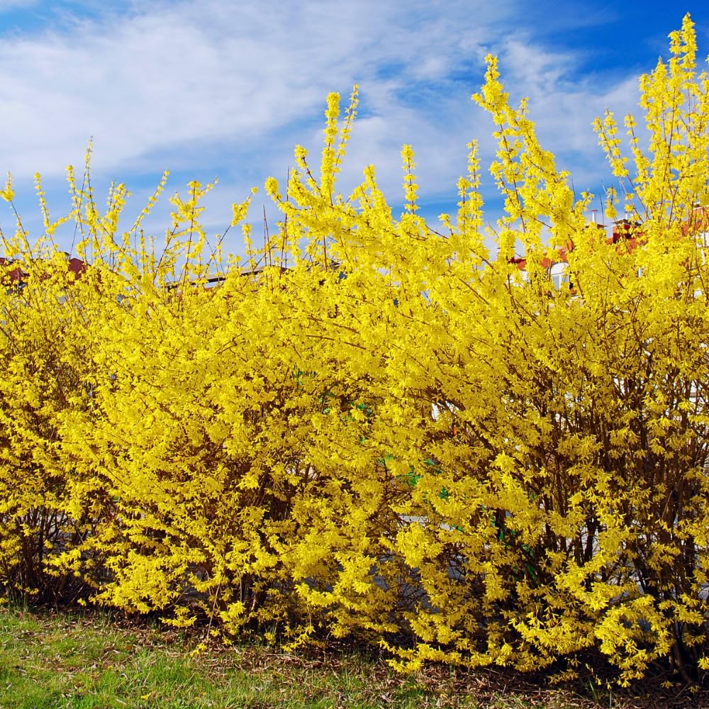 Set 2 Lynwood Forsythia Bareroots 6-12 Inches, Lynwood Gold Forsythia Flowering Shrubs, Hardy, Winter Dormant, Outdoor Growing