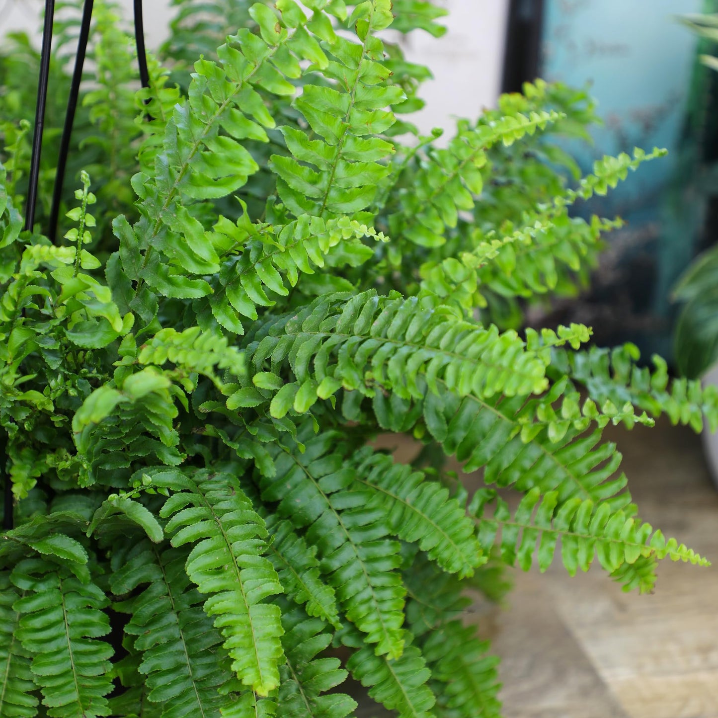 Hanging Boston Fern Live Plant in 6" Hanger, Real Ferns for Outdoors, Pet Friendly & Air Purifying, Low Light Outdoor or Indoor Houseplants, Easy Care Porch Plant by Plants for Pets
