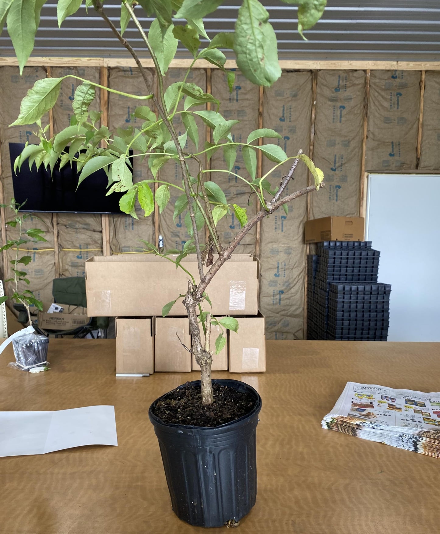 Black Elderberry Tree - 18-24"" Tall Live Plant - Antioxidant-Rich Berry Fruit Shrub - Gallon Pot - Sambucus canadensis