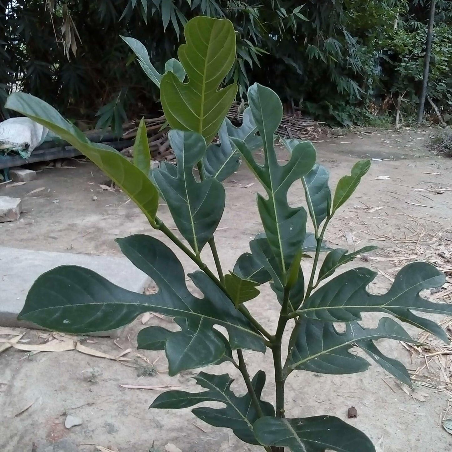 Live Plant - Jack Fruit Tropical Fruit Tree 1โ-2โ Tall