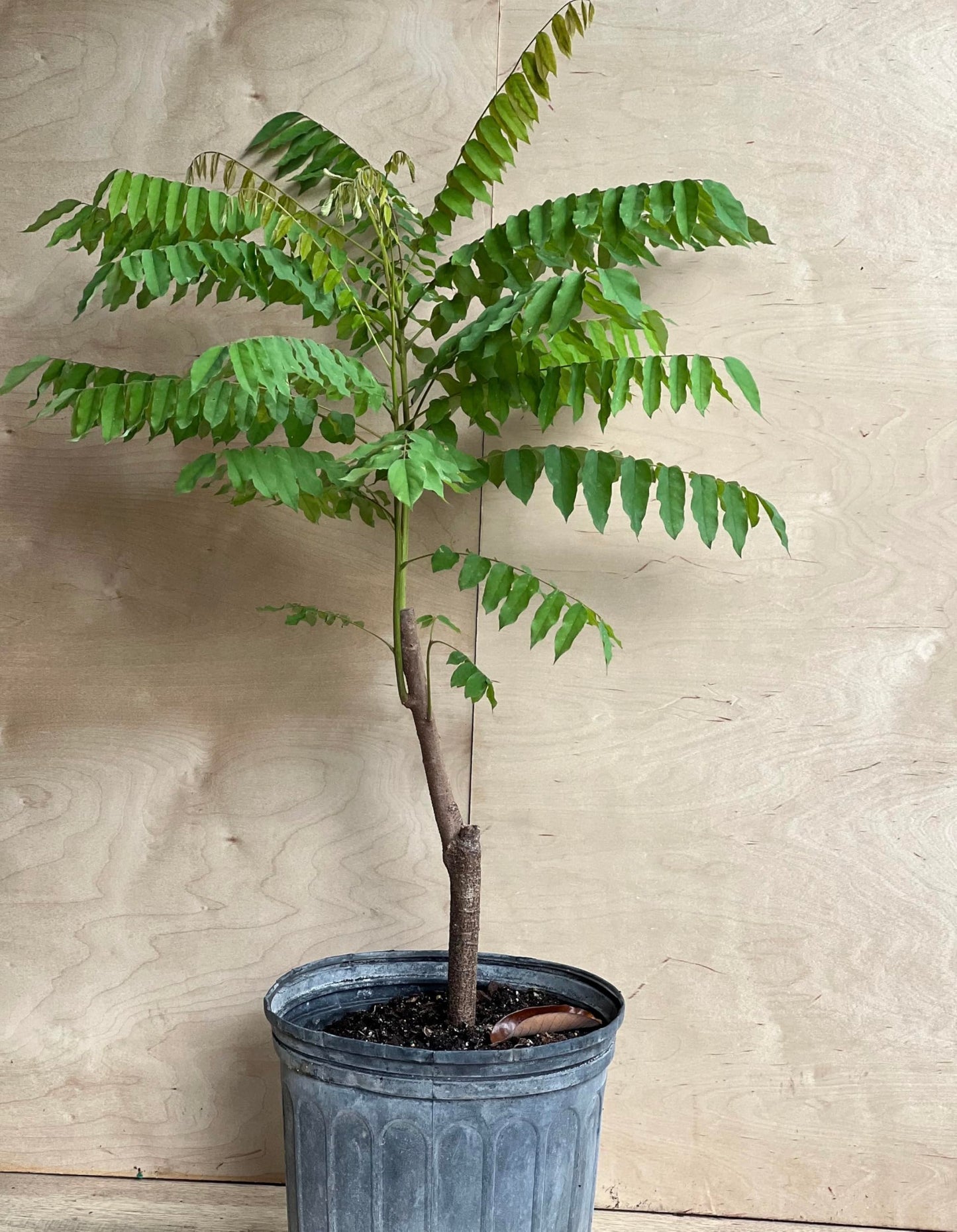 Averrhoa Bilimbi (Cucumber Tree) Bilimbi Tropical Live Fruit Tree(10inch-1ft)