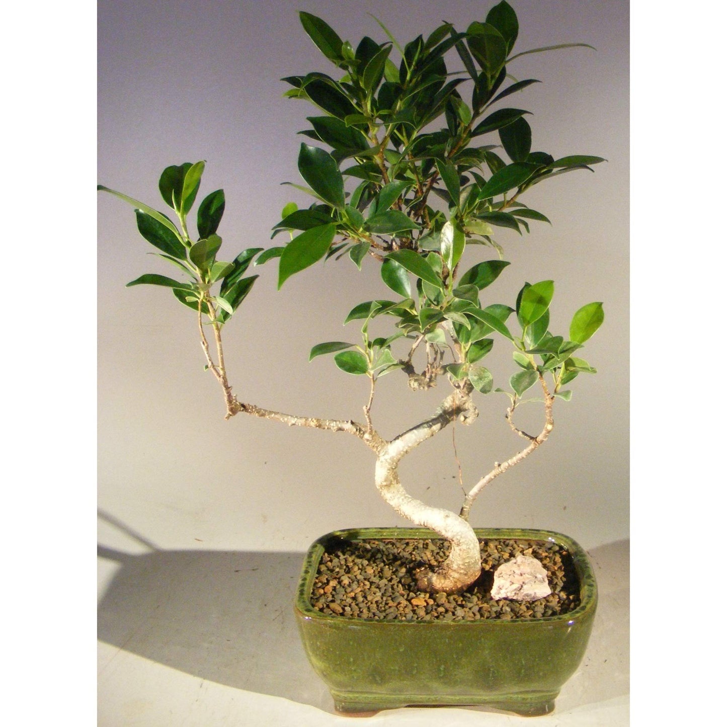 Ficus Retusa Bonsai Tree - Small Curved Trunk Style