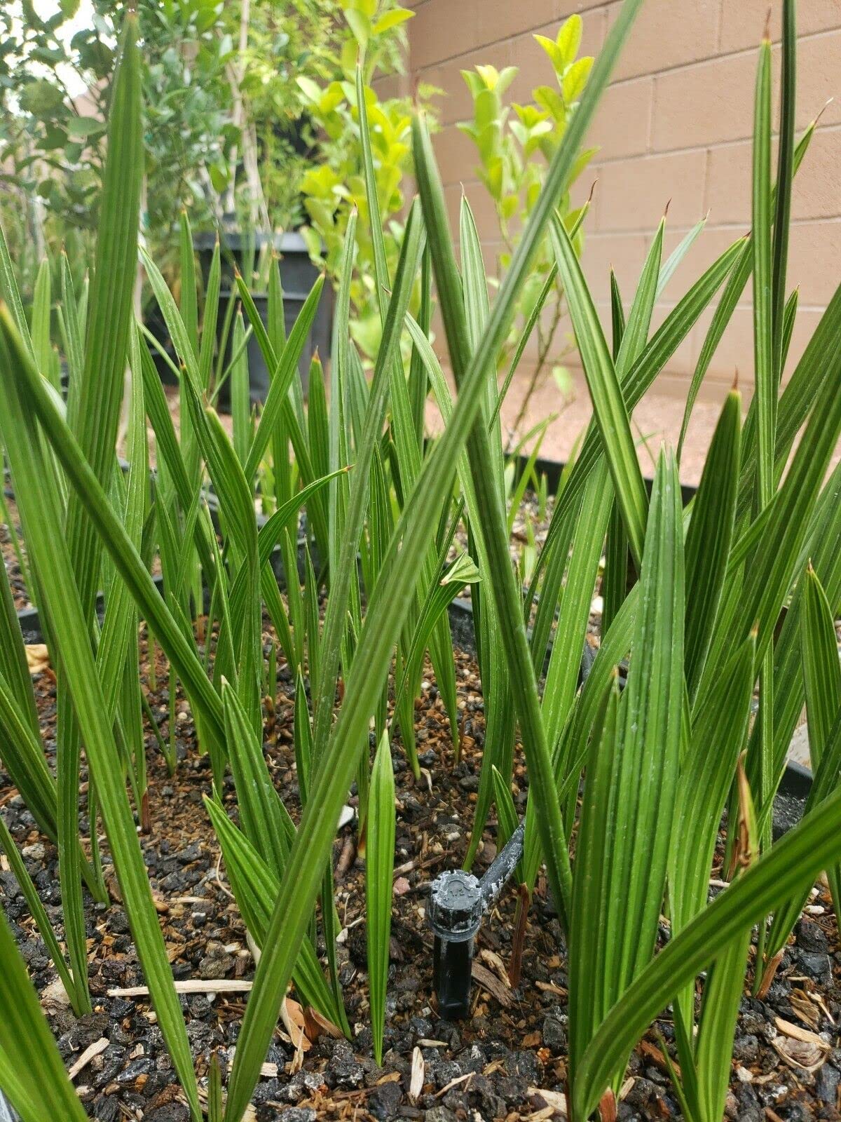 1 Live Plant Medjool Date Palm Tree | Phoenix Dactylifera Plant Seedling 9+โ