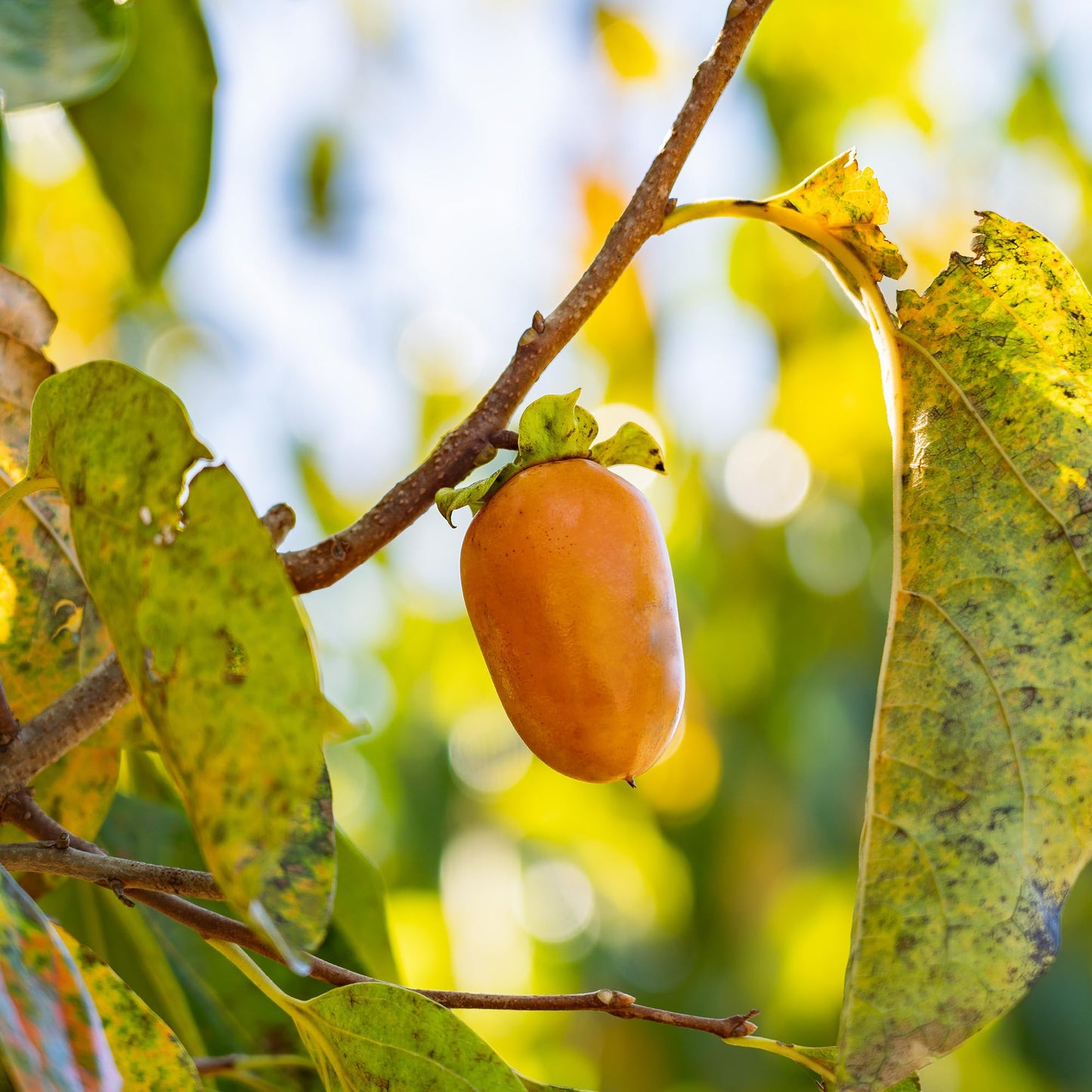 Perfect Plants Saijo Persimmon Tree 3 Gallon | Live Fruit Tree for Gardening | Sweet Edible Fruits