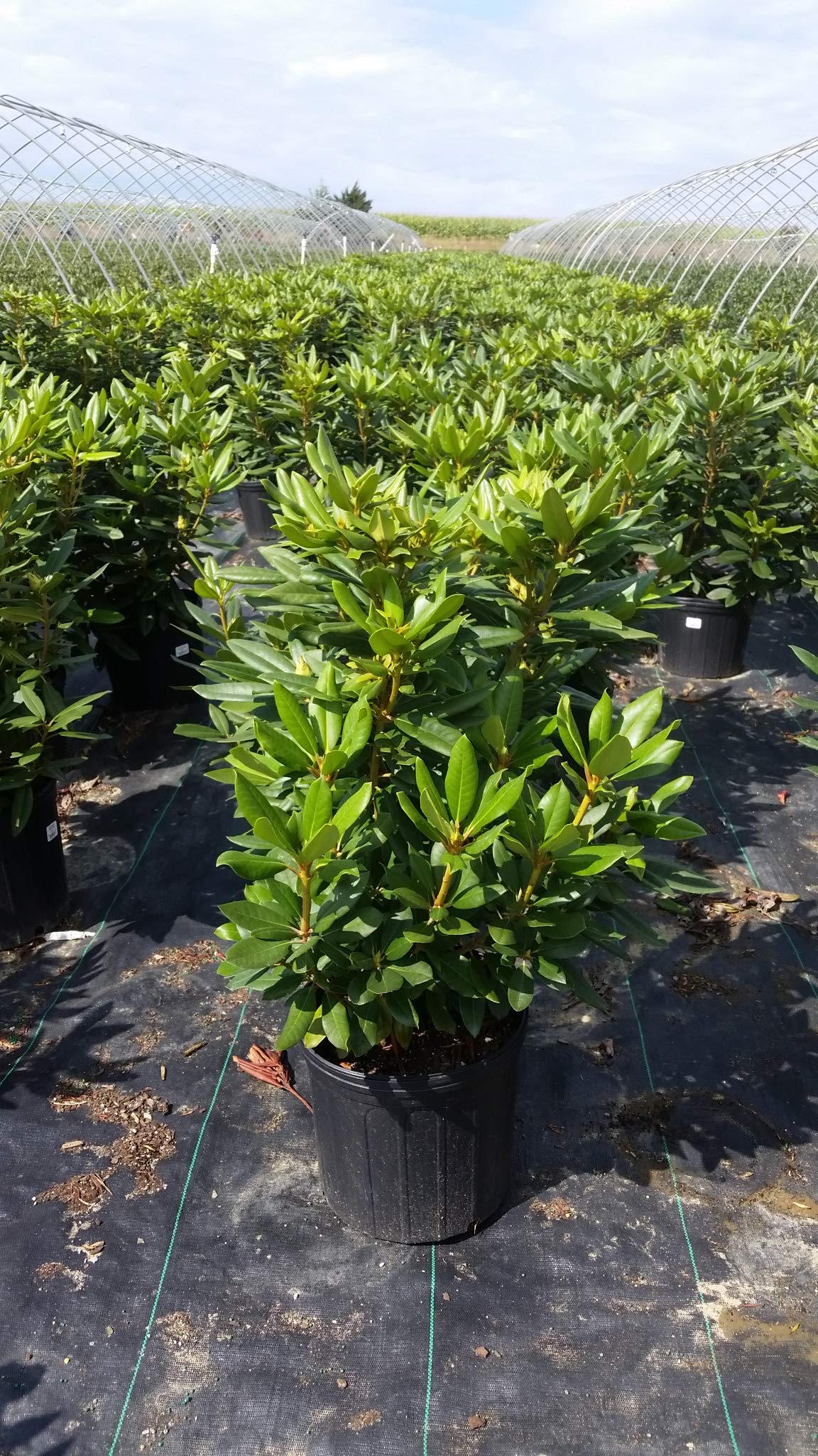 Green Promise Farms Rhododendron Passion` Evergreen, 3-Size Container, Purple Flowers