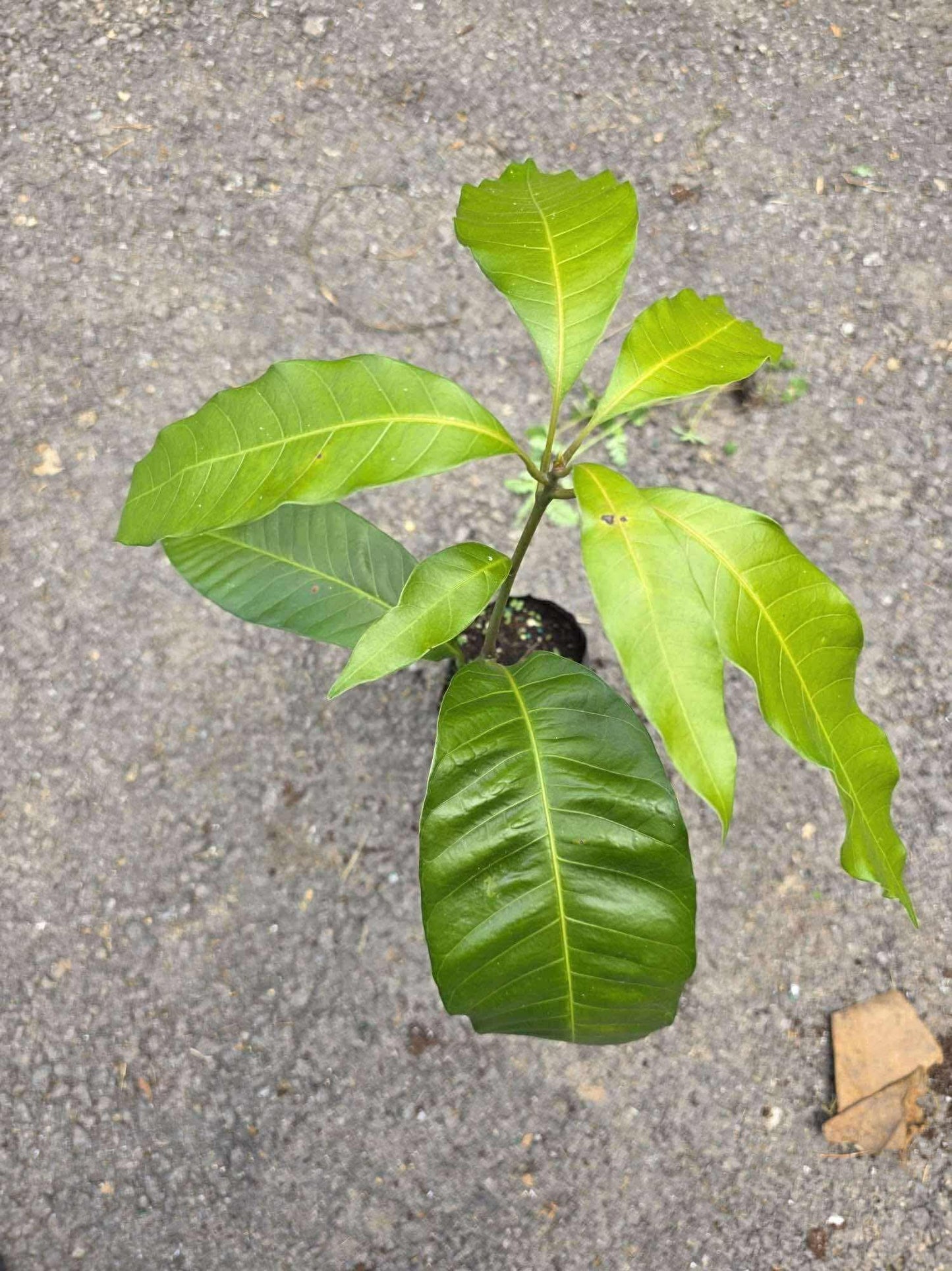 Mango Manila Manglifera friit Tree 10inch-18 Seedling