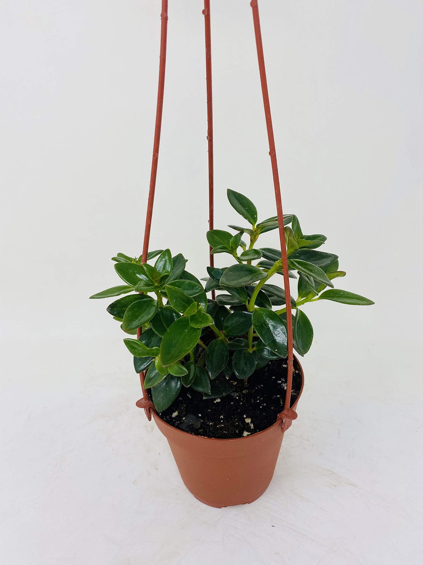 jmbamboo-Goldfish Plant - 4" Hanging Basket - Blooms Constantly!