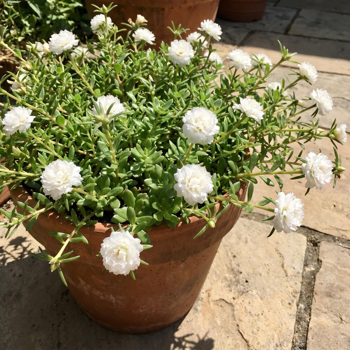 4 Portulaca Plants Live, Moss Rose Flower Plant for Outdoor Garden, Ground Cover Plant for Patio Containers, Borders or Landscape 4-7 Inches (White)