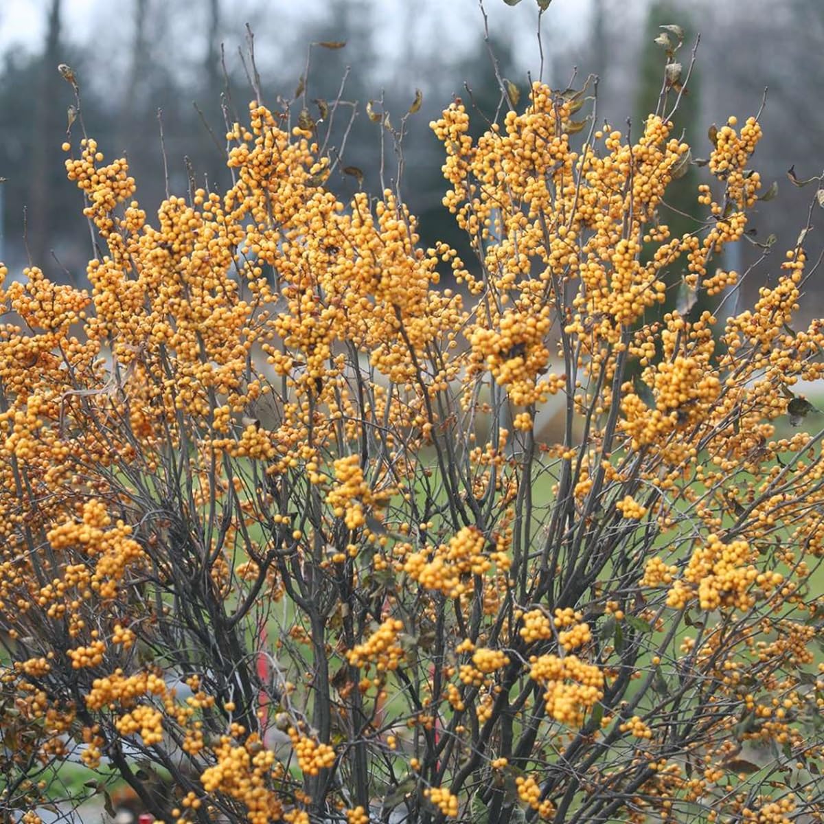 Gold Berry Heavy® Winterberry Holly - 4" Pot - Proven Winners