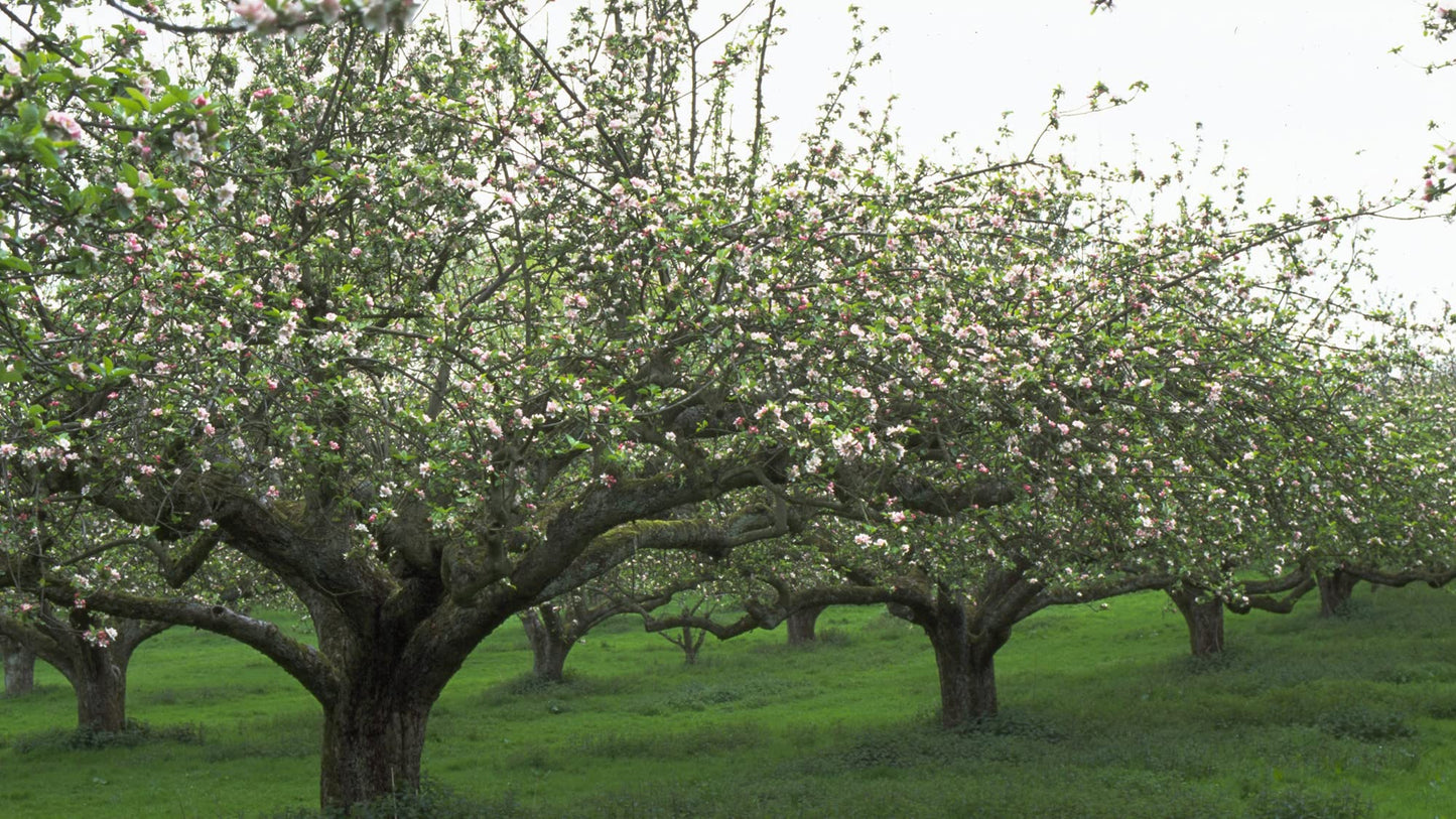 TriStar Plants - McIntosh Apple Tree - 1 Gallon Pot - Mcintosh, Apple Tree, Mc Apple, Mc Intosh, Macintosh Apples, Apple Fruit, Edible