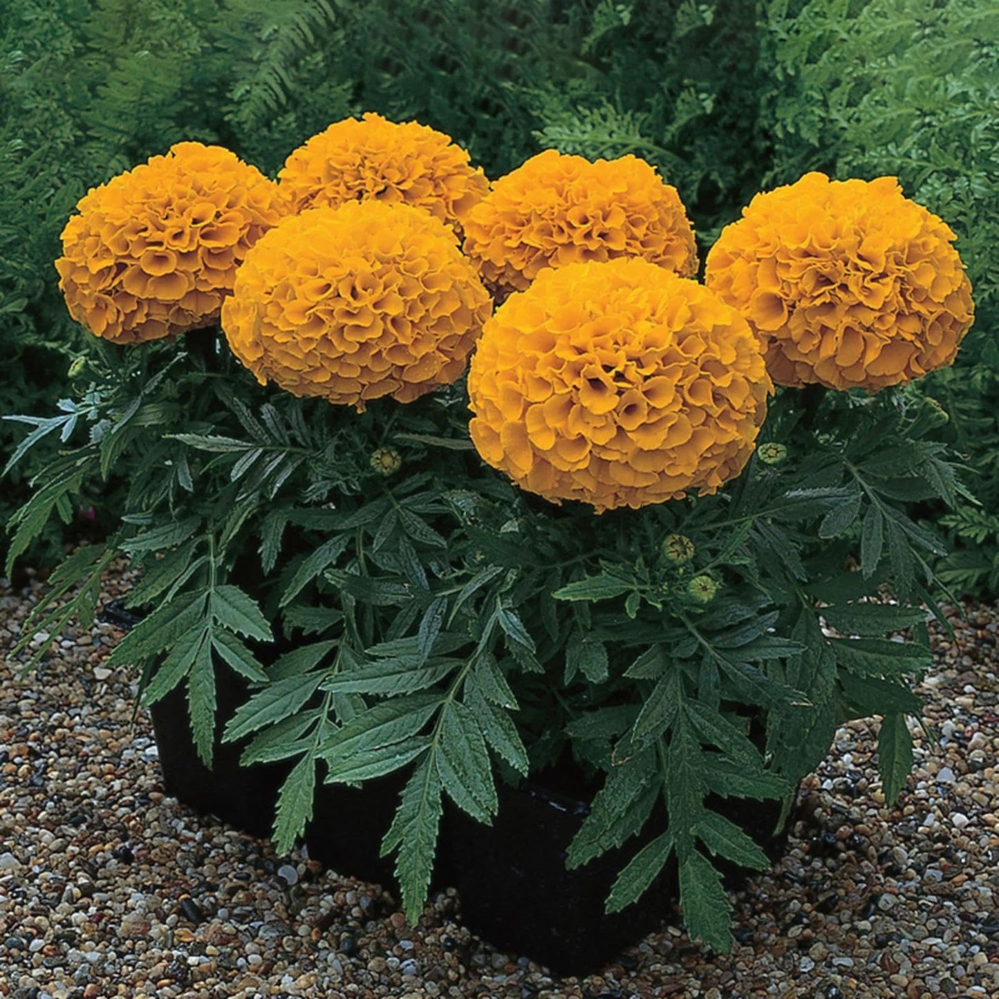 Pack of 3 Live African Marigold Plants, 4-Inch Pots, Golden Orange Blooms, Outdoor, California Delivery