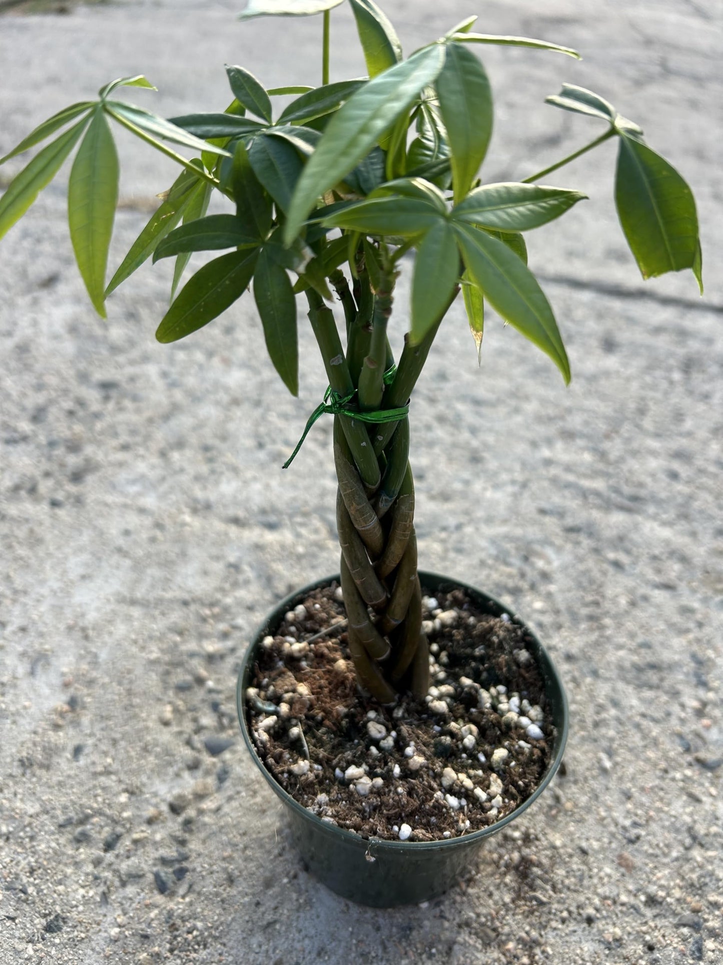 Live Money Tree Plant, 5 Braided Pachira Aquatica in 4 Inch Pot, Indoor Green Plant with Soil, Low Water Requirements, Bright Indirect Light