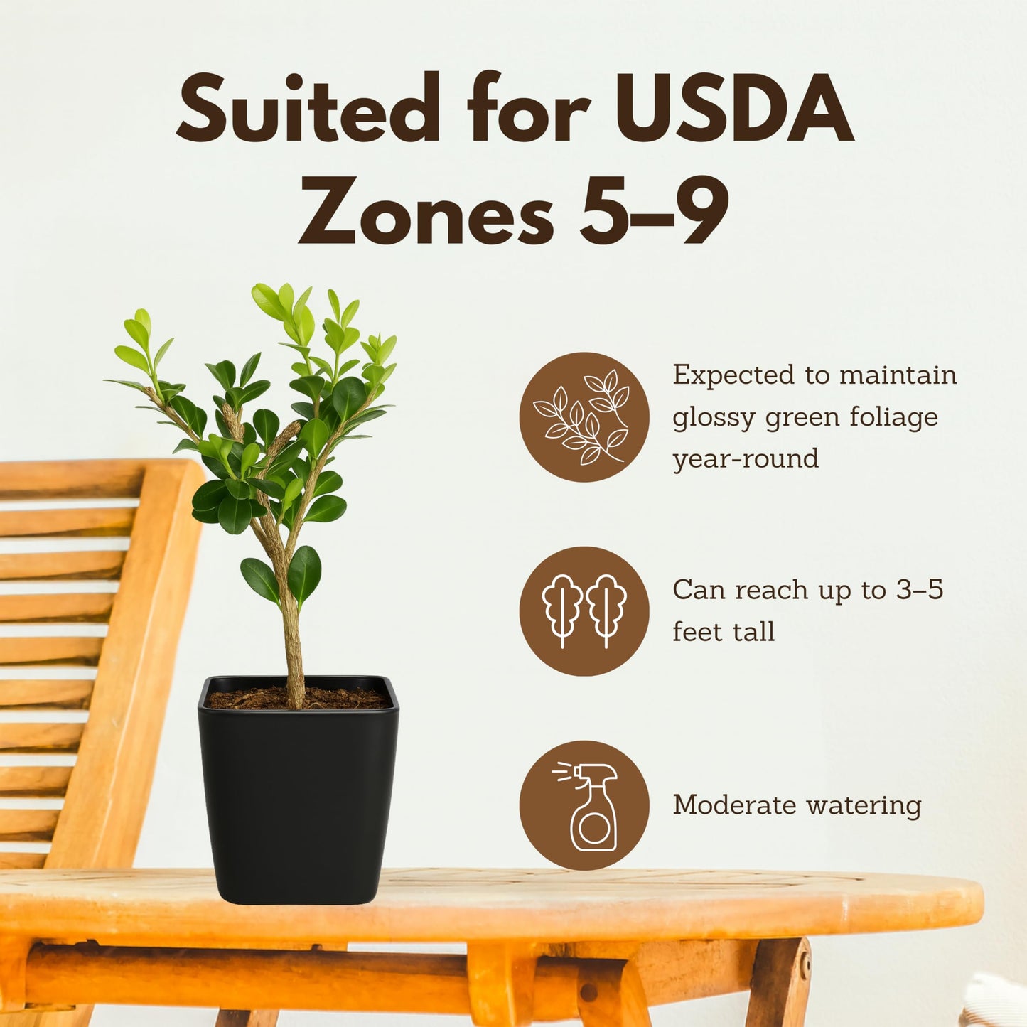 My Shelfie – Winter Gem Boxwood Bonsai Starter Tree (Buxus microphylla Japonica ‘Winter Gem’), 2-Inch Live Evergreen Shrub for Indoor or Outdoor Garden, Landscape, and Home Décor (1)