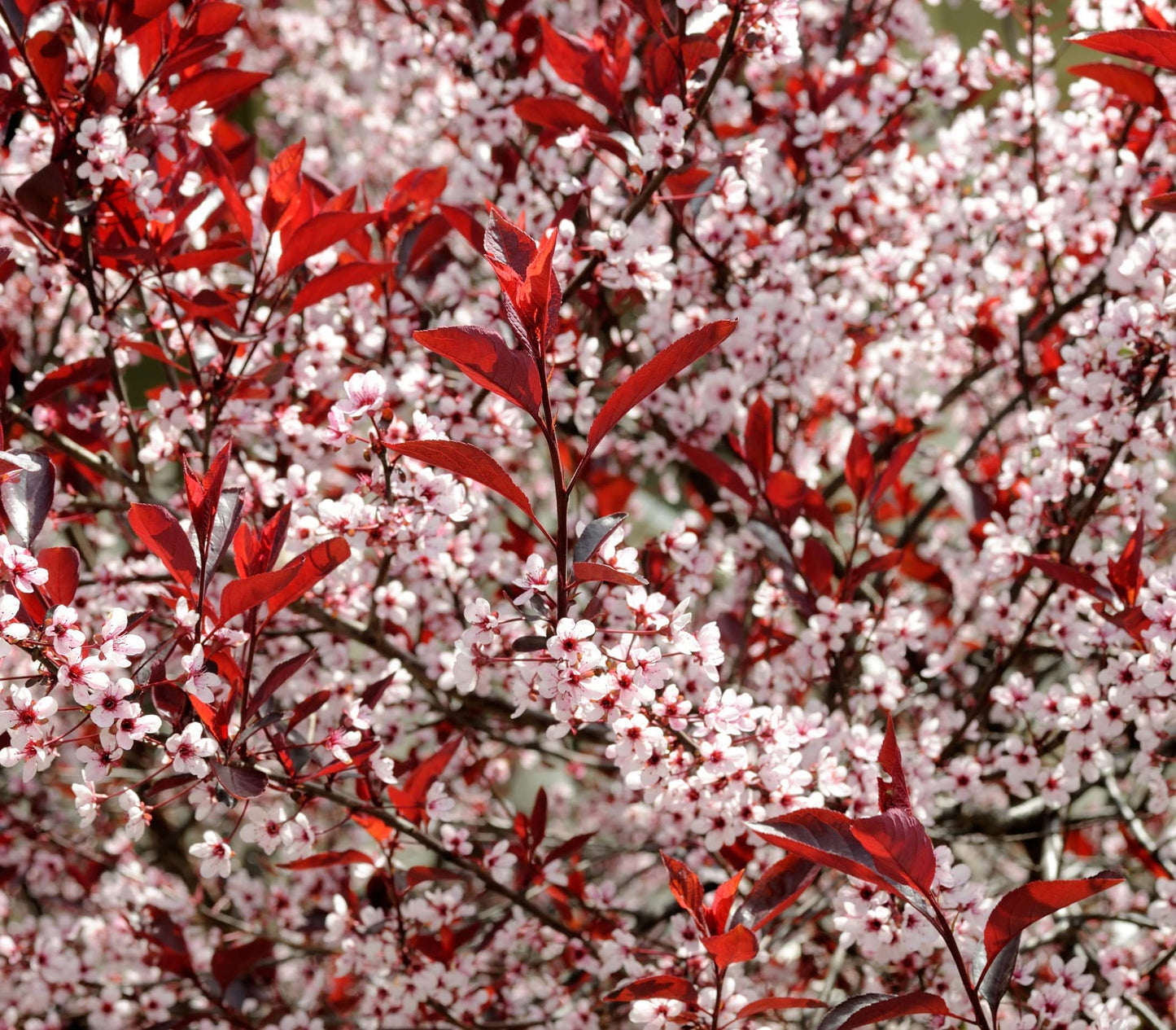 Western Sand Cherry Seeds - 6 Seeds - Very Rare - Great for Landscaping or Bonsai