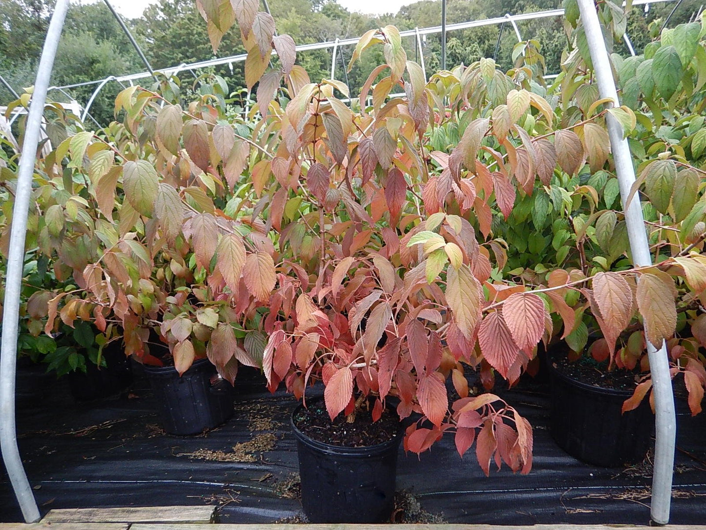 Viburnum p. t. 'Shasta' (Doublefile Viburnum) Shrub, white flowers, #3 - Size Container