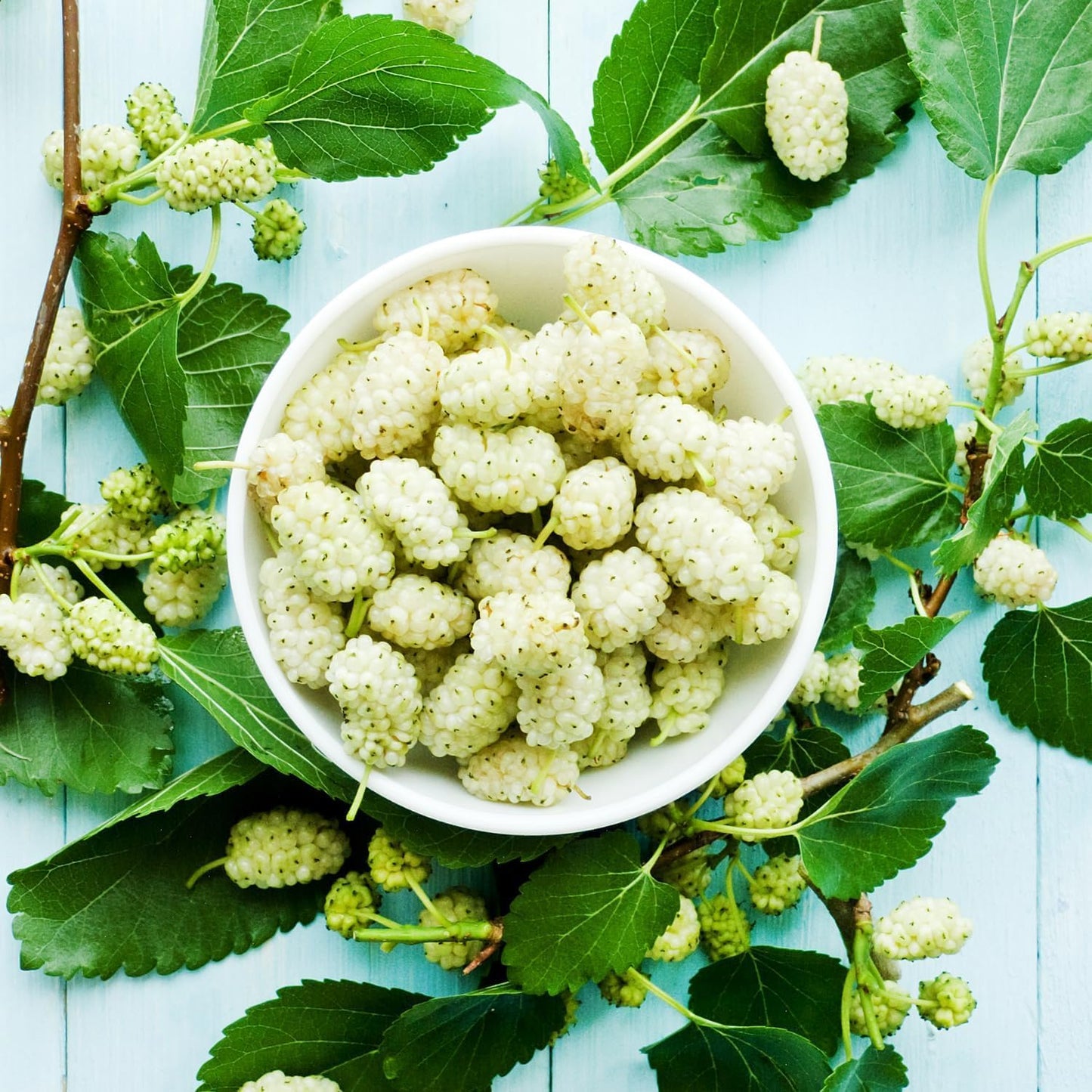 2 White Mulberry Plants - 12-18" Tall Live Plants - Sweet Mulberry Fruit Trees for Planting - Edible Berries Seedlings - Murus Alba - (2 Pack)