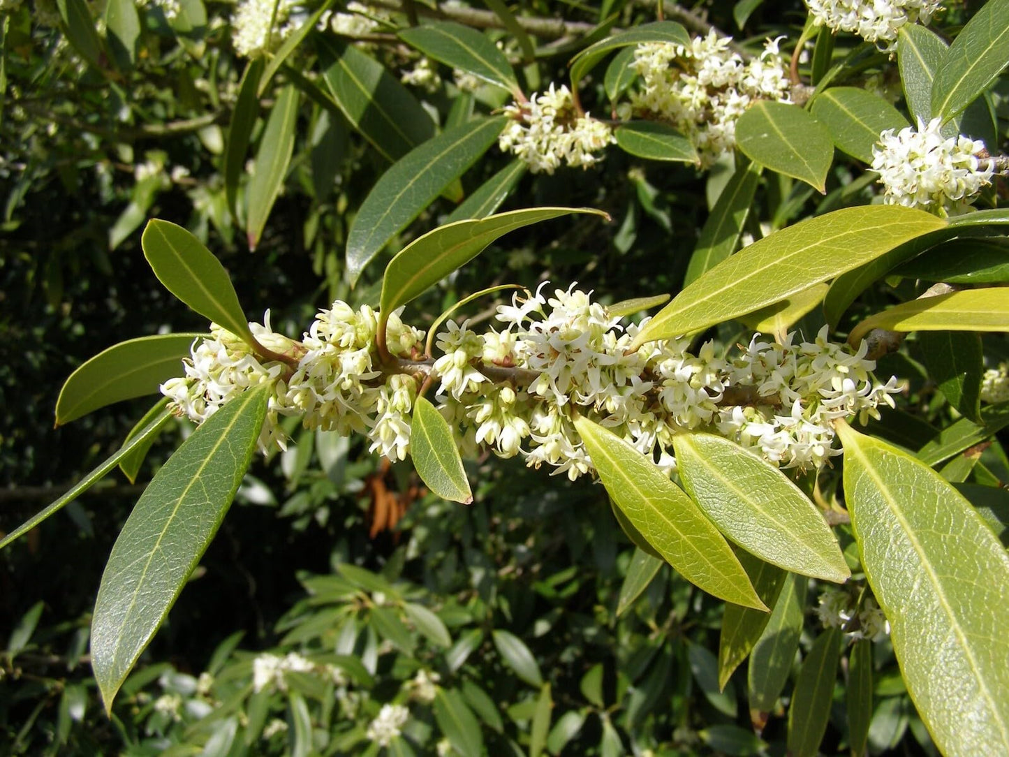 Live Plant - Fudingzhu Fragrant Tea Olive (Osmanthus) - Starter Plant