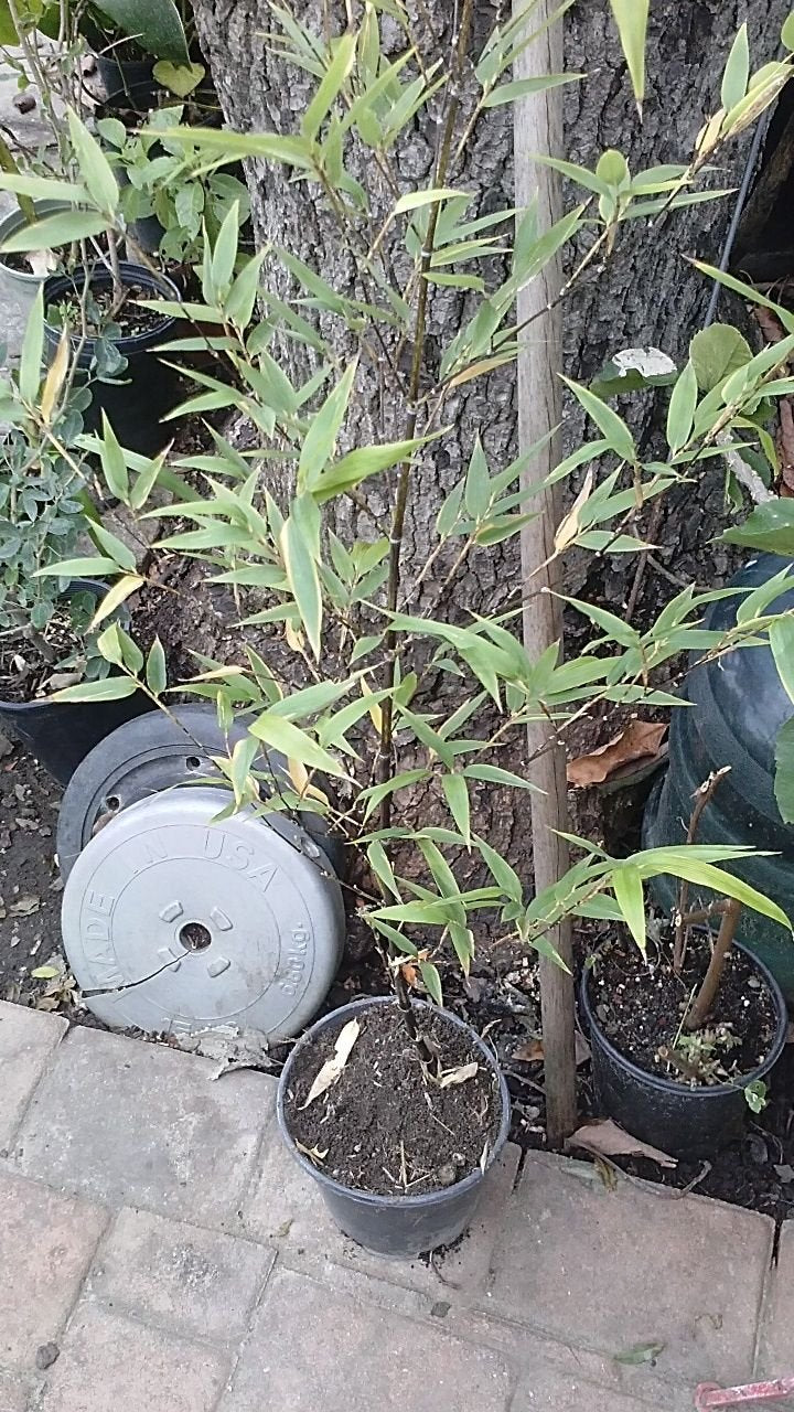 9EzTropical -Black Bamboo - 1 Plants - 2 Feet Tall - Ship in 1 Gal Pot