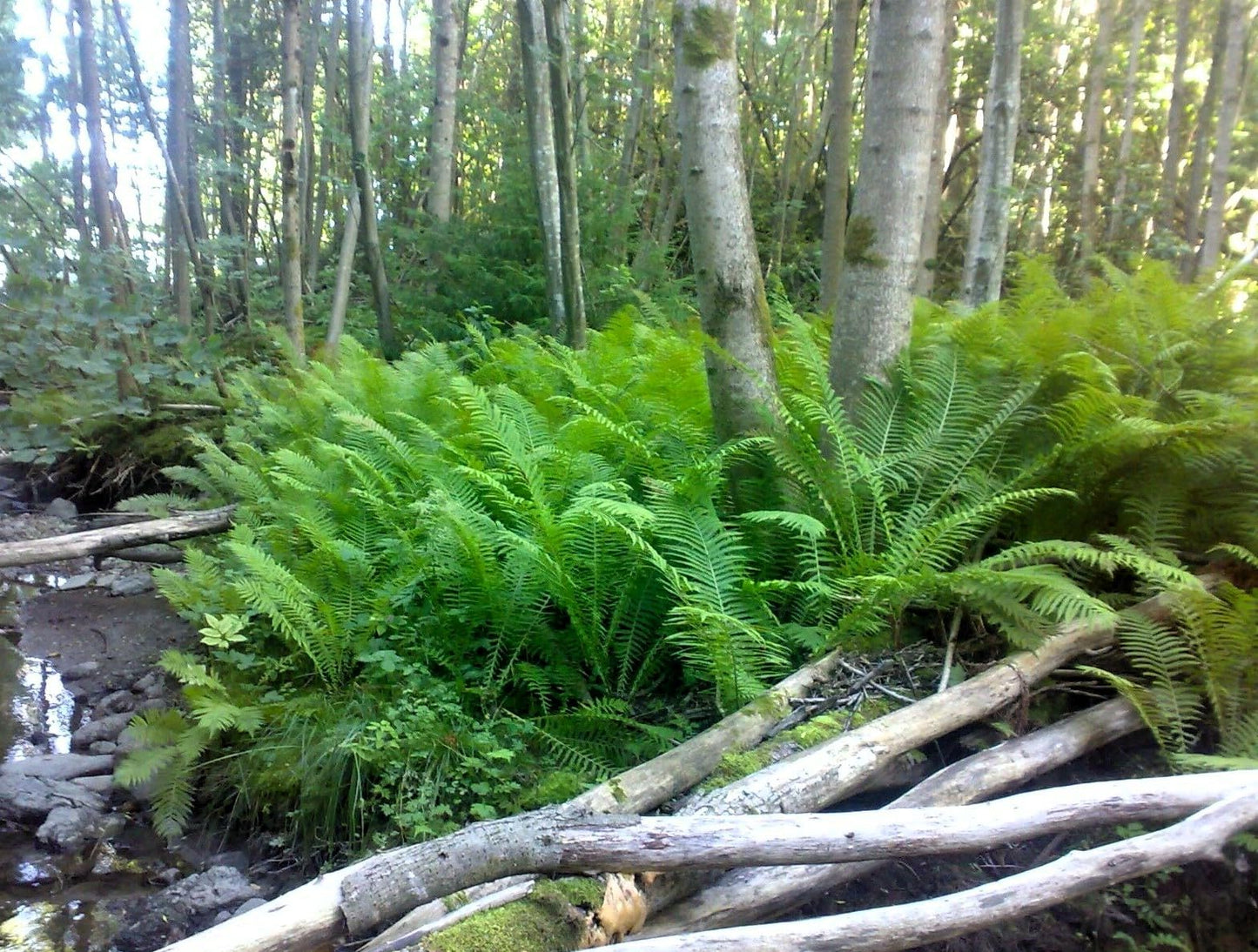 Generic 10 Roots TN Otrich Glade Fern Rhizome Matteuccia Struthiopteris - Live Root Plant