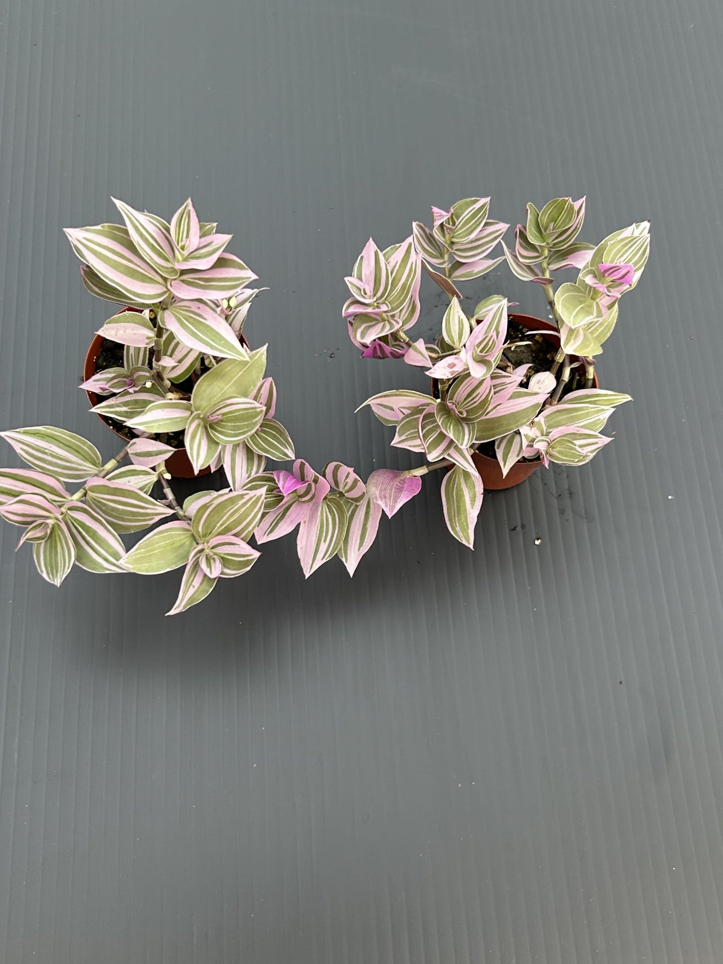 Live Tradescantia Fluminensis Lavender Plant, Variegated Pink and Green Wandering Jew Indoor Houseplant