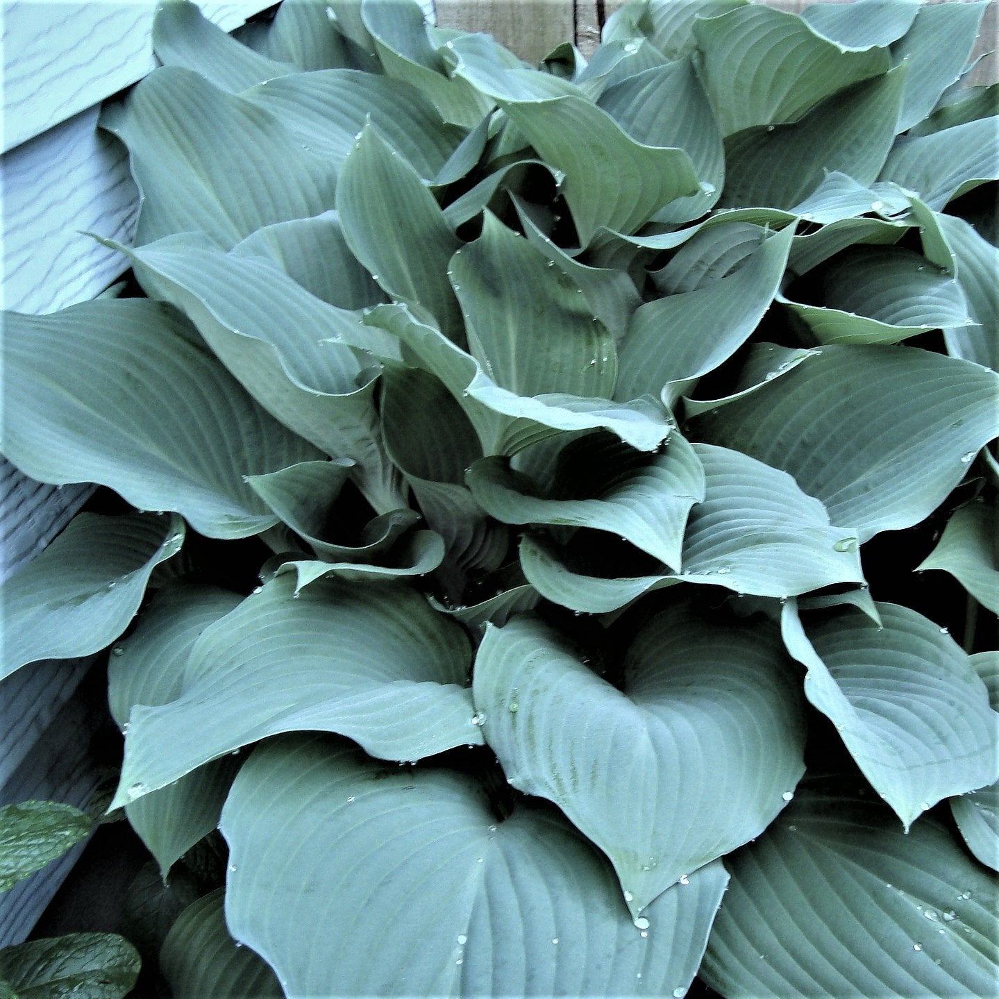 Easy to Grow Hosta 'Giants Collection' (9 Pack) Plant Roots for Gardening - Plantain Lily Mix of Colors and Textures for Shade Gardens