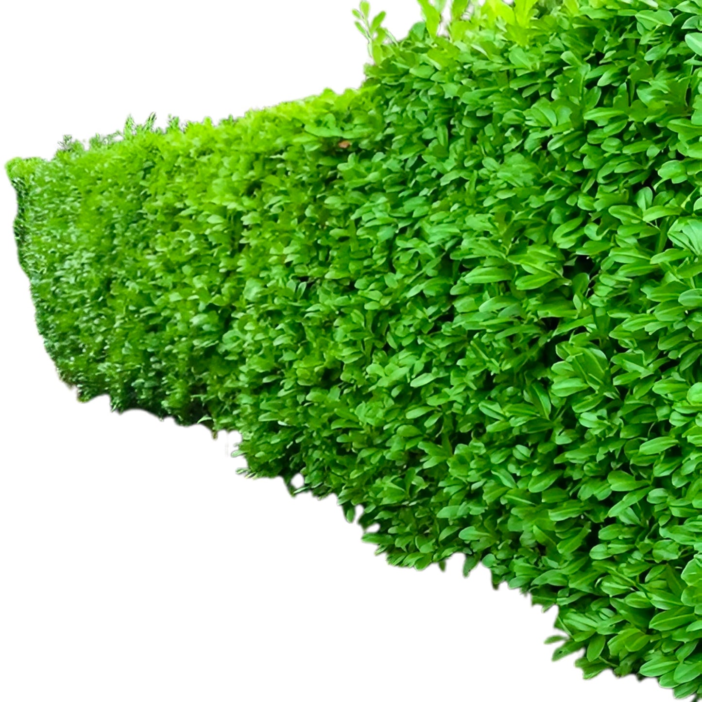 Schip Laurel Plant (3 Gallon/Potted/Single)