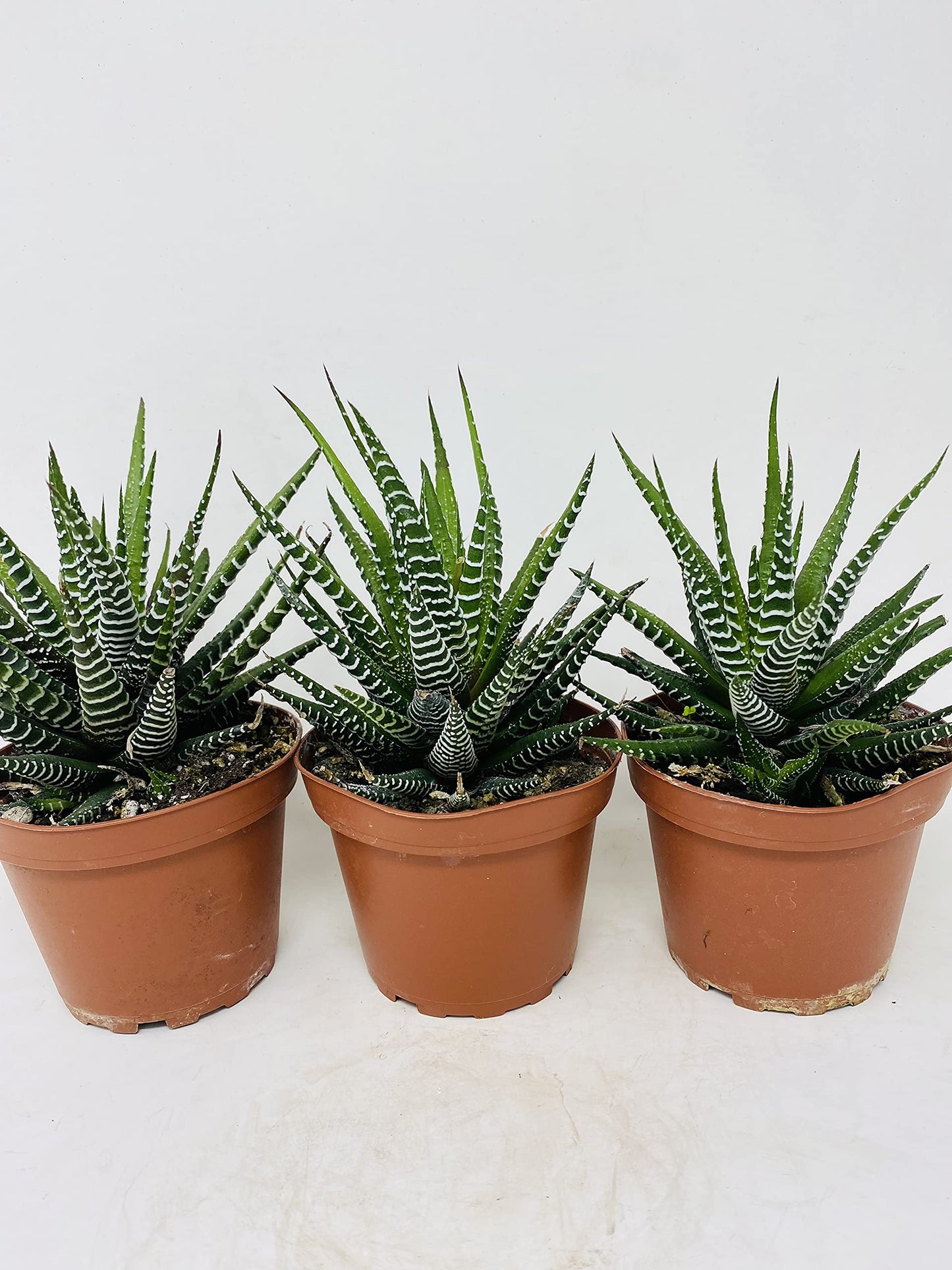 Zebra Haworthia Plant - Easy to Grow/Hard to Kill!- 3 Plants 4" Pot