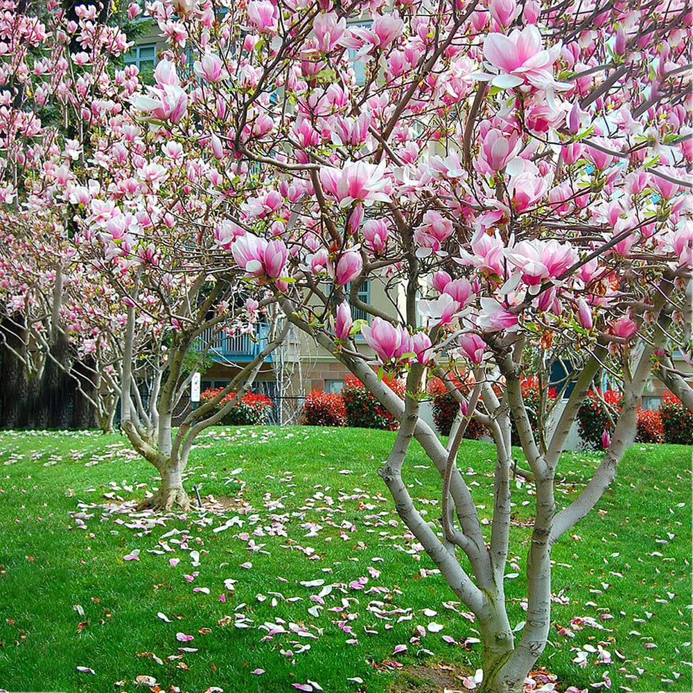 Alexandrina Japanese Magnolia, Pink Flowering Ornamental Tree, 12-18 inch, 1 gal. Nursery Pot, (Due to Agricultural Laws, we Cannot Ship to California, Arizona, Alaska, or Hawaii)