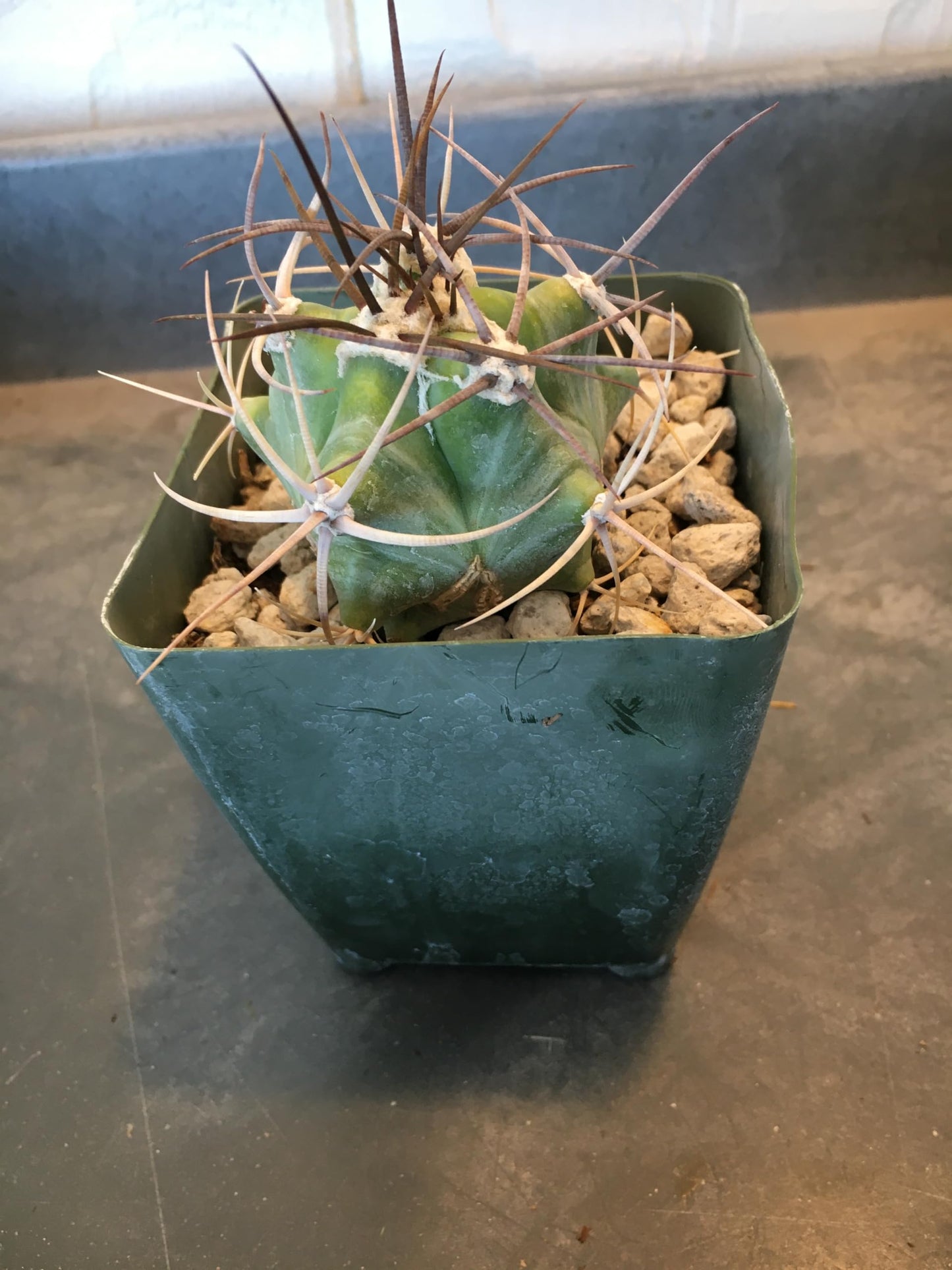 Gray Ghost Organ Pipe Cactus (Stenocereus pruinosus) - Large - Live Plant - Powdery Blue-Green Stems - Night-Blooming Flowers