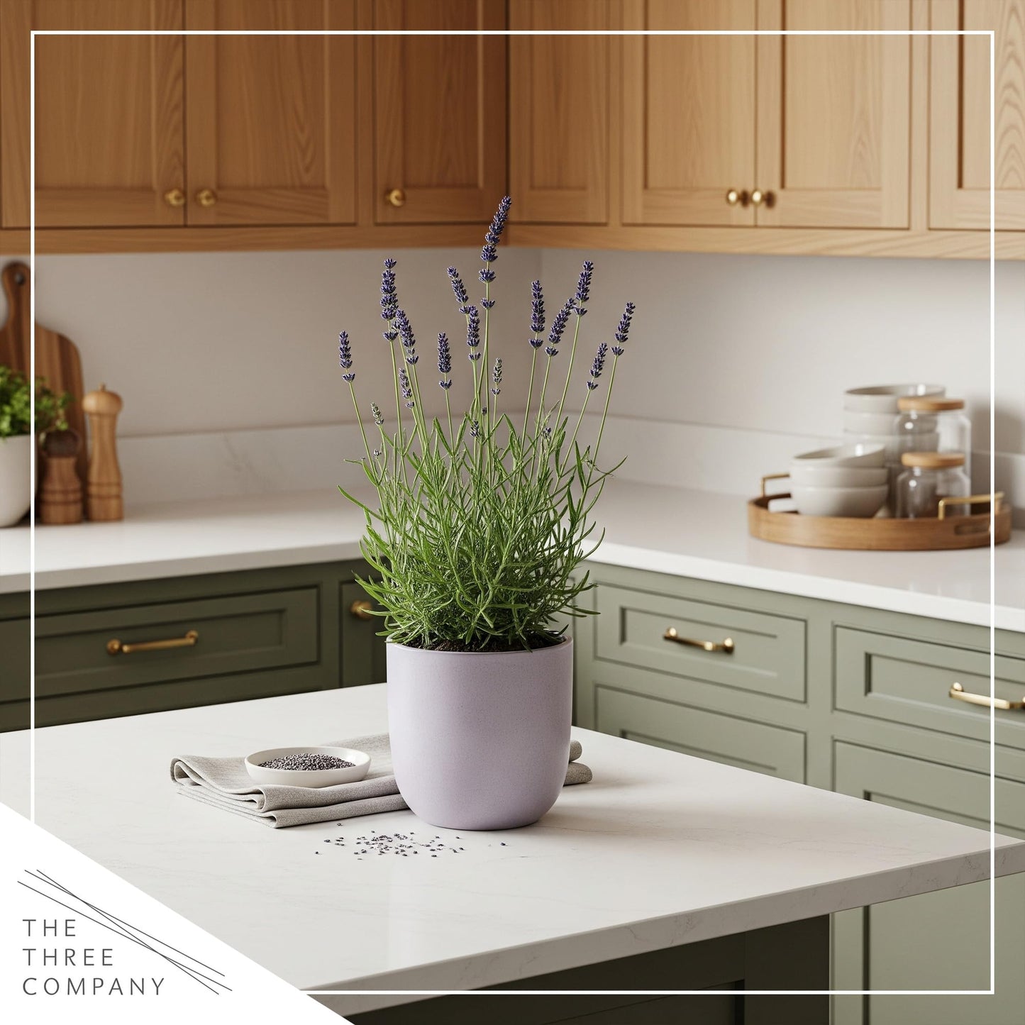 Live Aromatic and Healthy Herb - Lavender, Improves Sleep Quality, Wrapped in Deco Cover, 14" Tall by 6" Wide in 1.25 Quart Pot