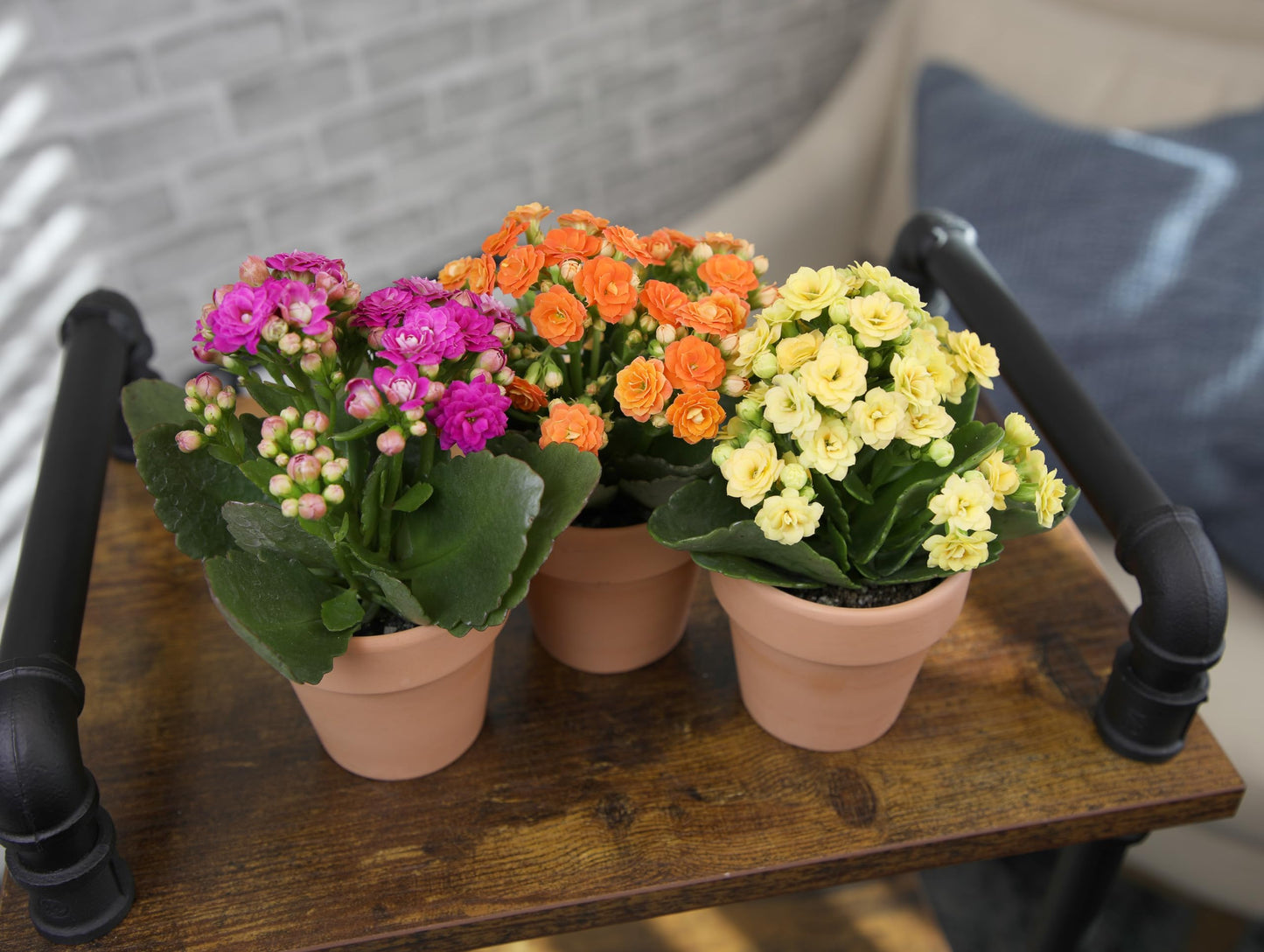 Kalanchoe Flower Plants 3PK in Terracotta Pots, Desk Plant Decor, Live Succulent Gifts for Plant Lovers, Kalanchoe Plants Live Houseplants, Live Succulents Plants Live Flowers by Plants for Pets