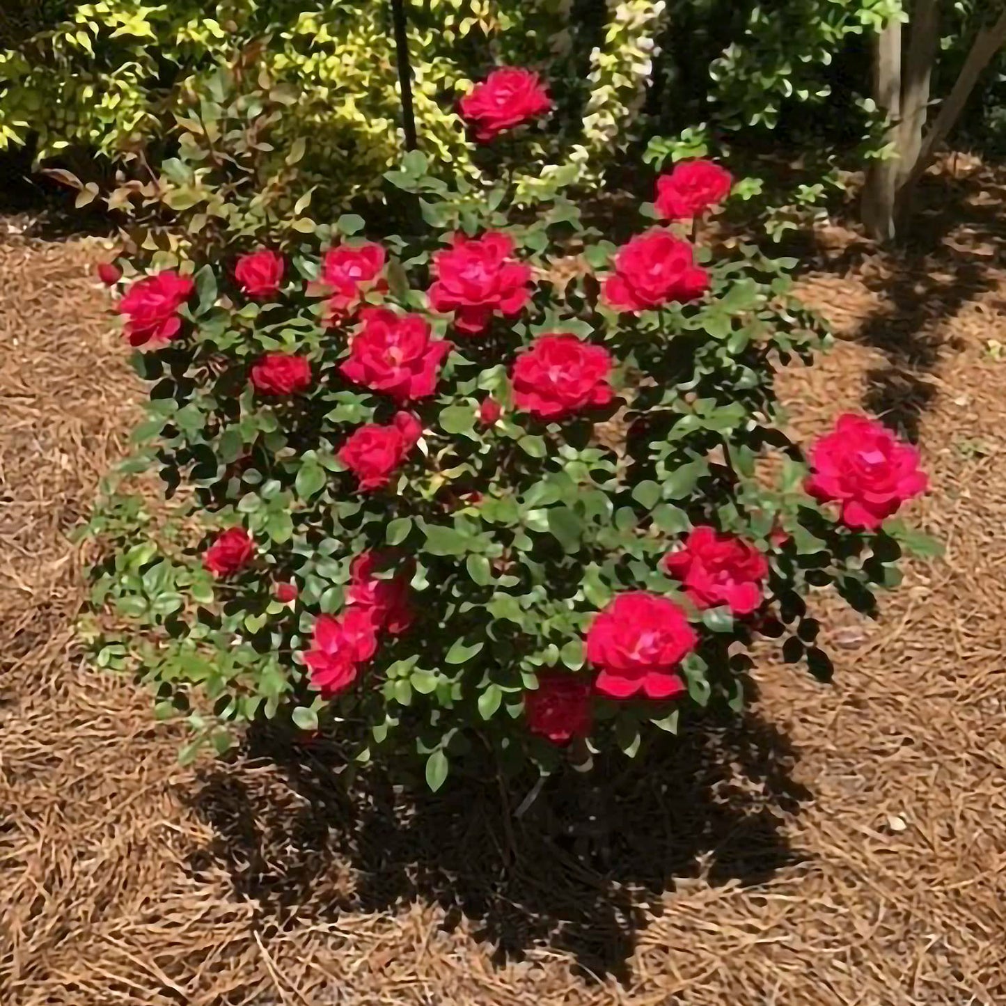 GARDENS ALIVE! - Red Double Flowering Knock Out Rose Bush Dormant Bare Root Starter Plant, One Plant per Offer - Grown on its own Root Stock