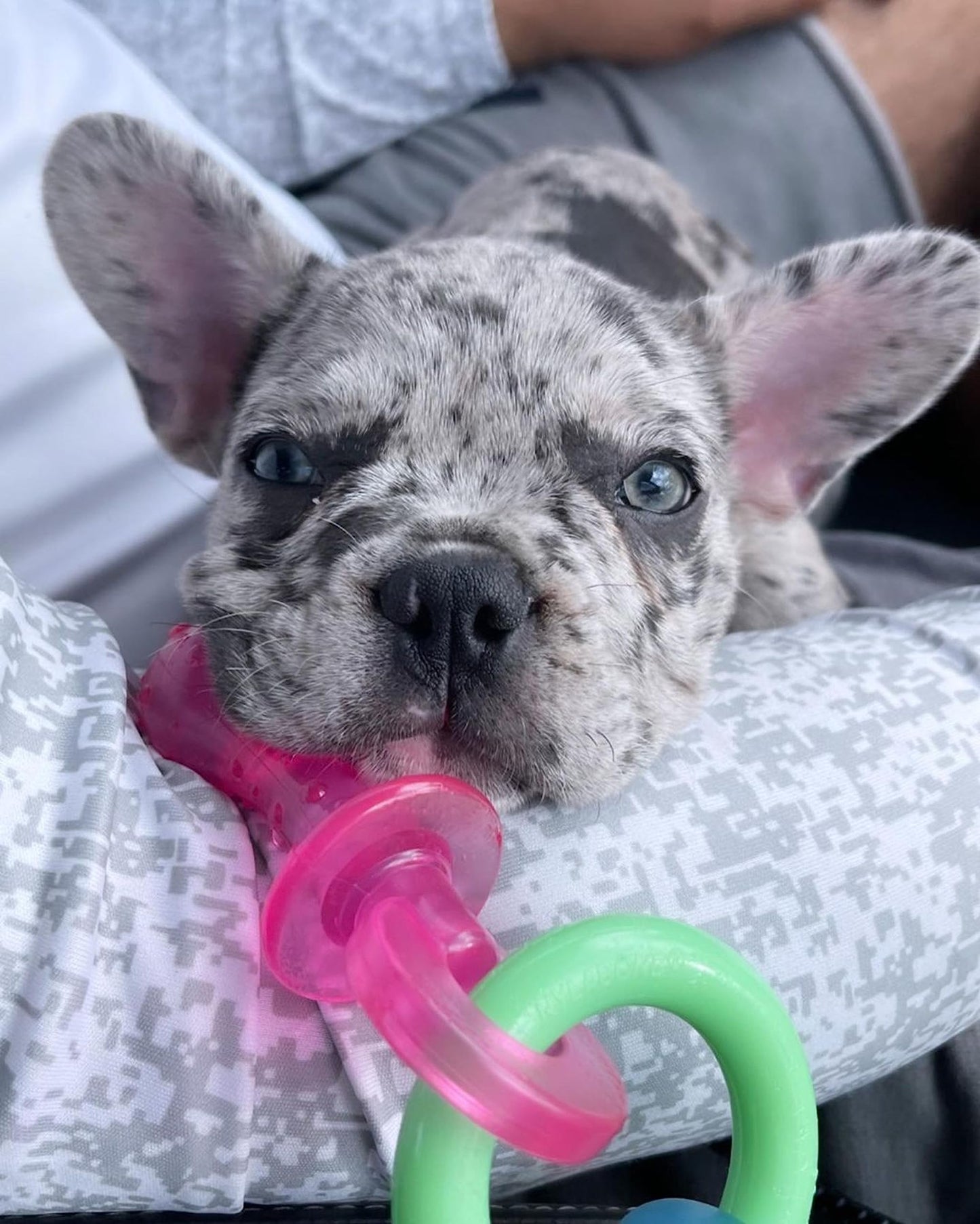 Nylabone Puppy Dog Teething Chew Toy Pacifier, Bacon Flavour, Extra Small, for Puppies Up to 7 kg, Blue/Pink