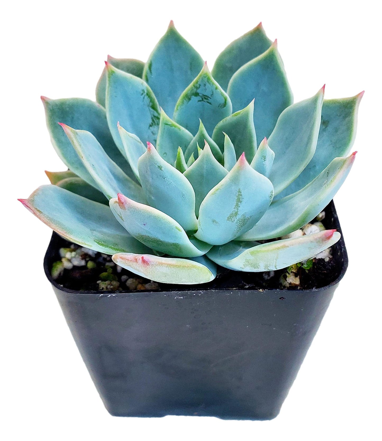 Live Blue Echeveria Succulent Plant - Stunning Rosette Drought-Tolerant Indoor/Outdoor Decor - Unique and Hardy Cactus Variety