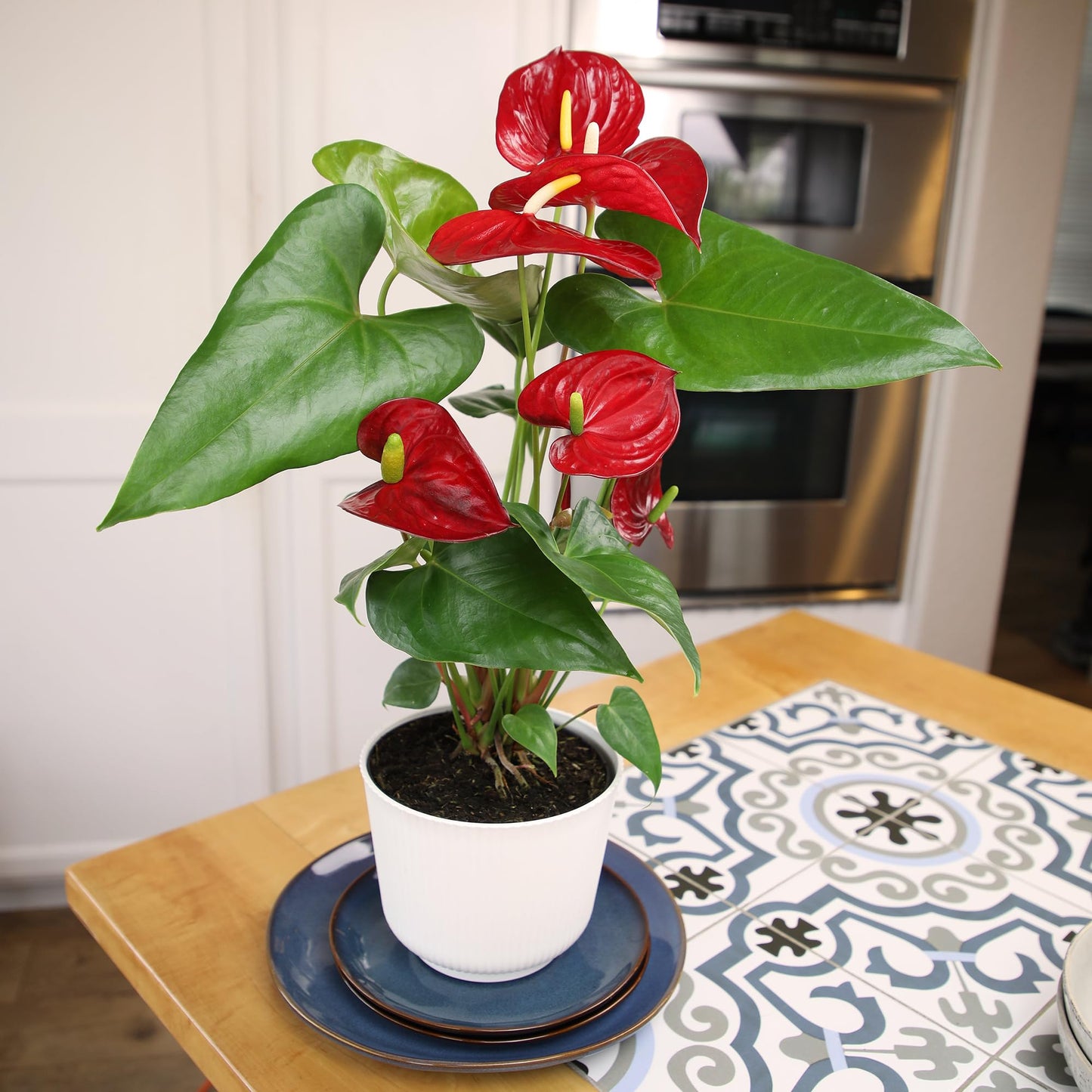 Altman Plants Red Anthurium Live Plant Decor in 6 Inch White Plastic Plant Pot, Easy to Grow Desk Plant, Easy Plant Gift, Decorative Indoor Plant, Live Anthuriums Live Plants Grown in Potting Soil Mix