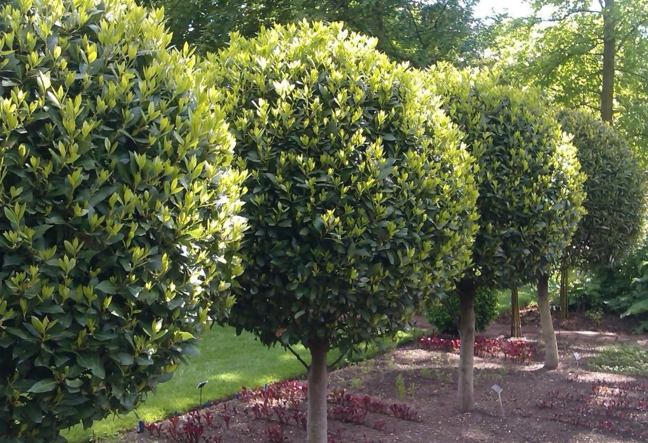 Bay Leaf Plant 10-12 Inch Tall in 4 Inch Pot, Laurus Nobilis Bay Leaf Tree Live Plant, Houseplant Tree