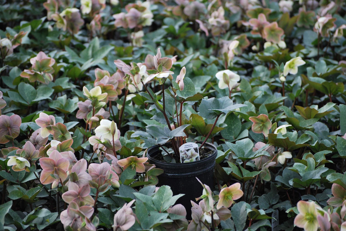 Perennial Farm Marketplace Helleborus ‘Ivory Prince’ (Lenten Rose) Live Perennial, Size-Quart, Ivory Late Winter to Spring Flowers with Evergreen Foliage